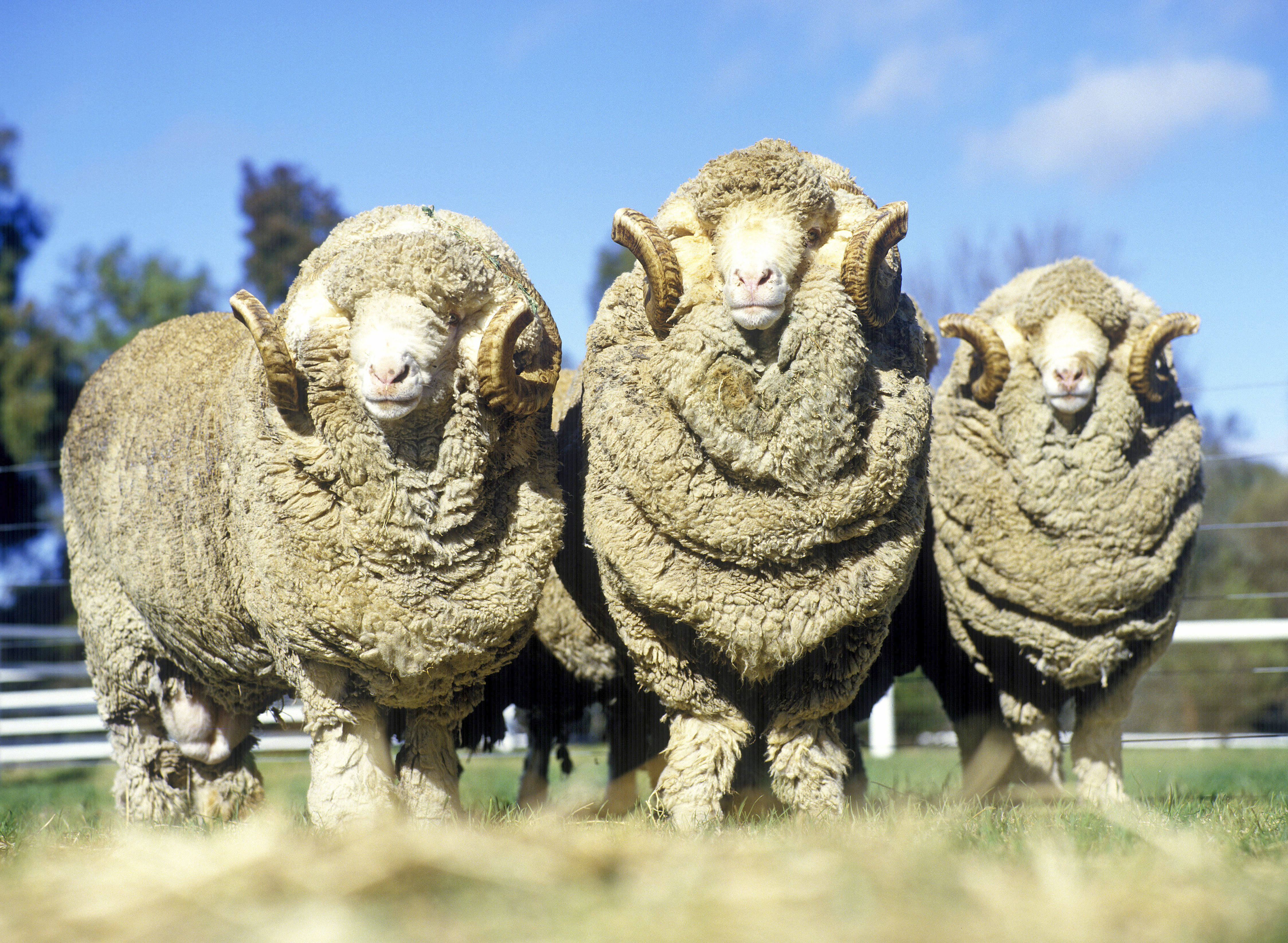 stud merino rams