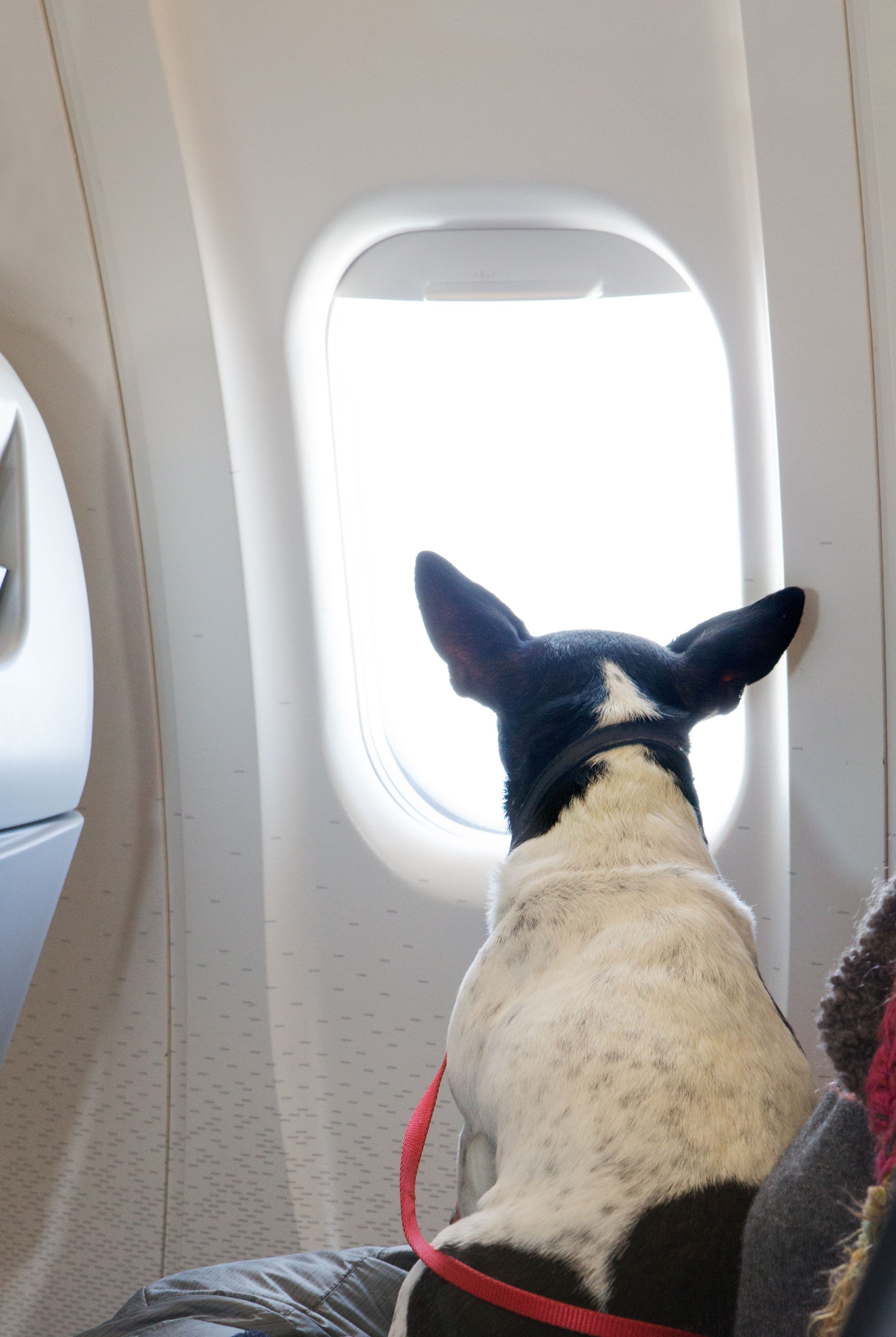 pet air travel