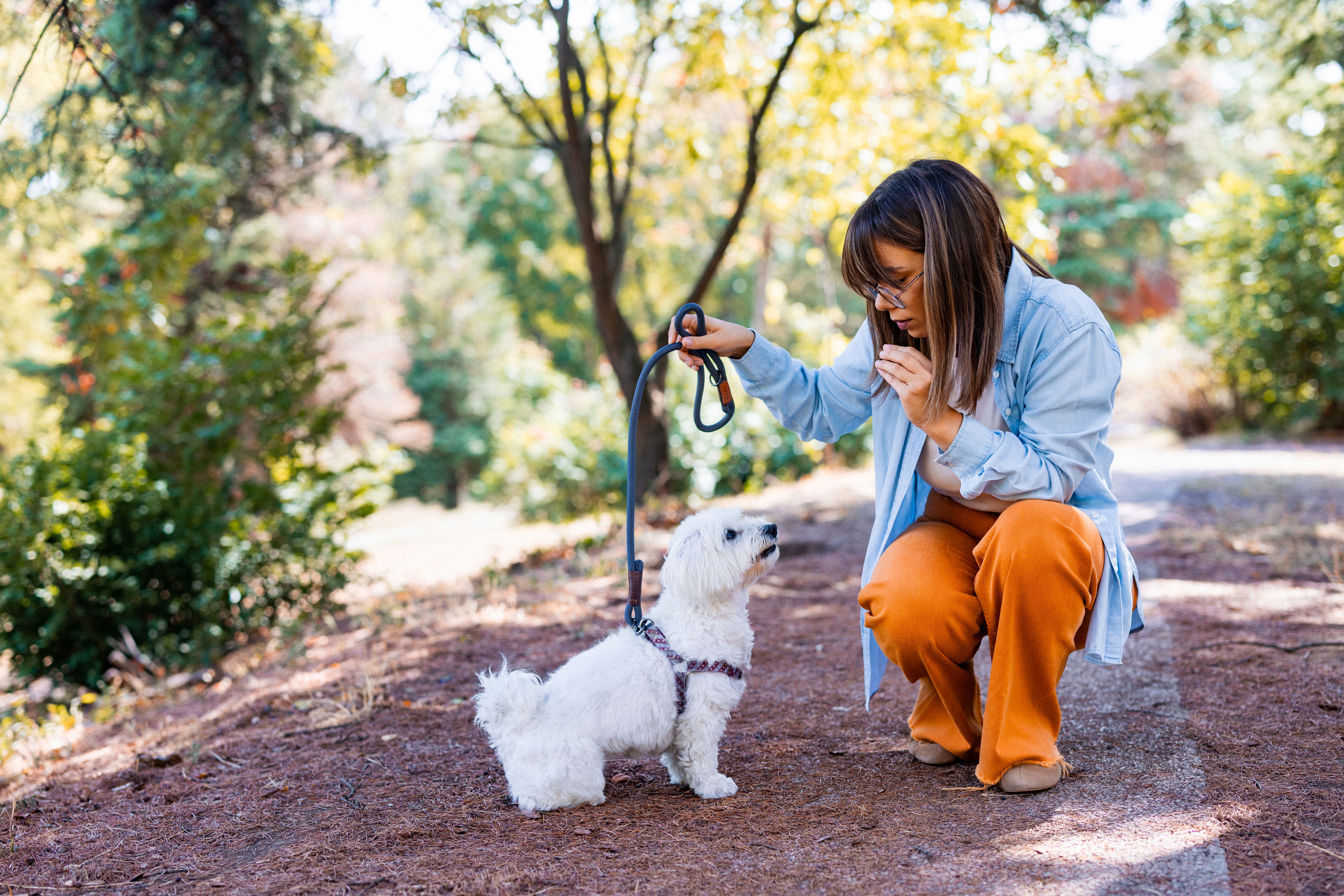 dog training methods