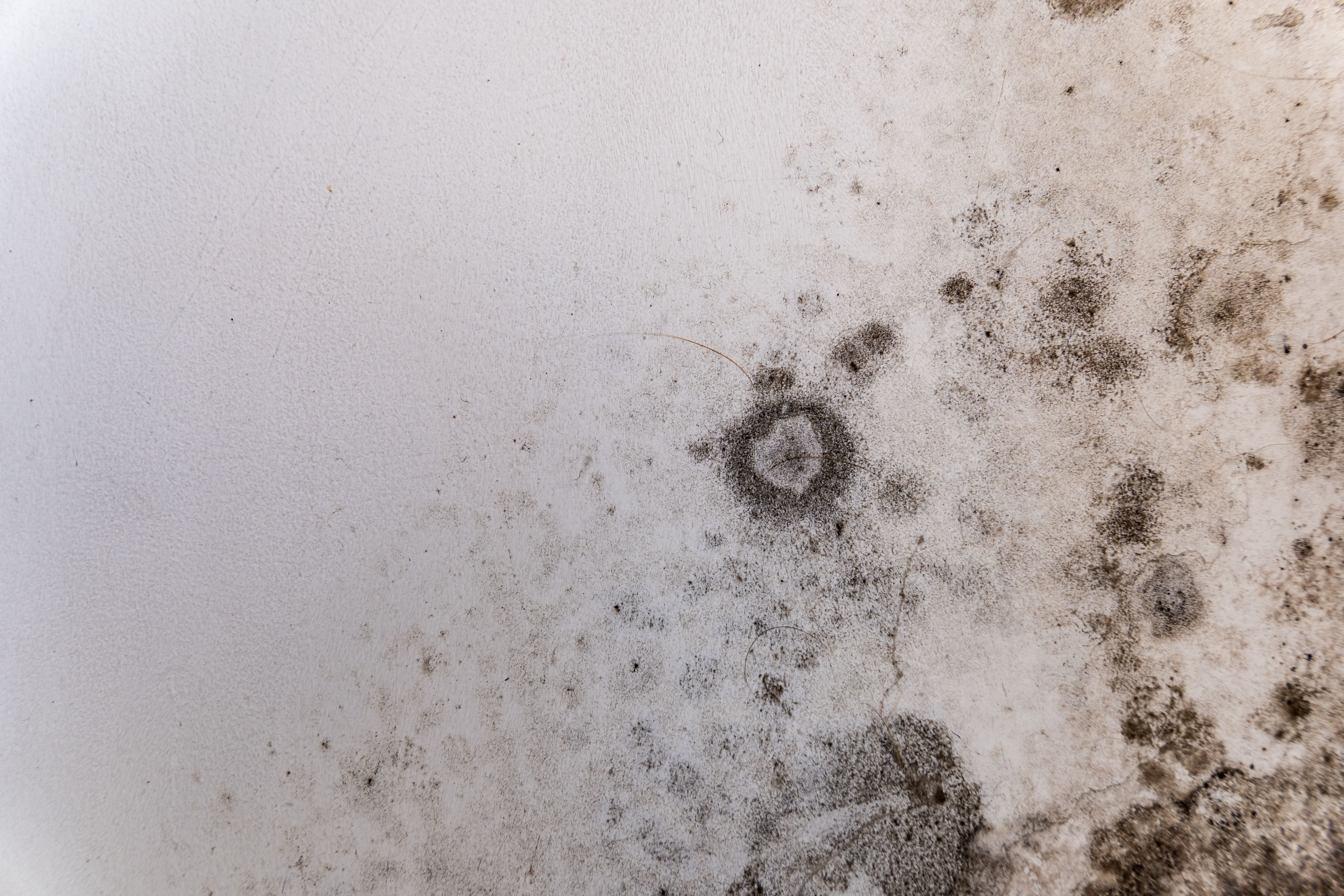 home mould