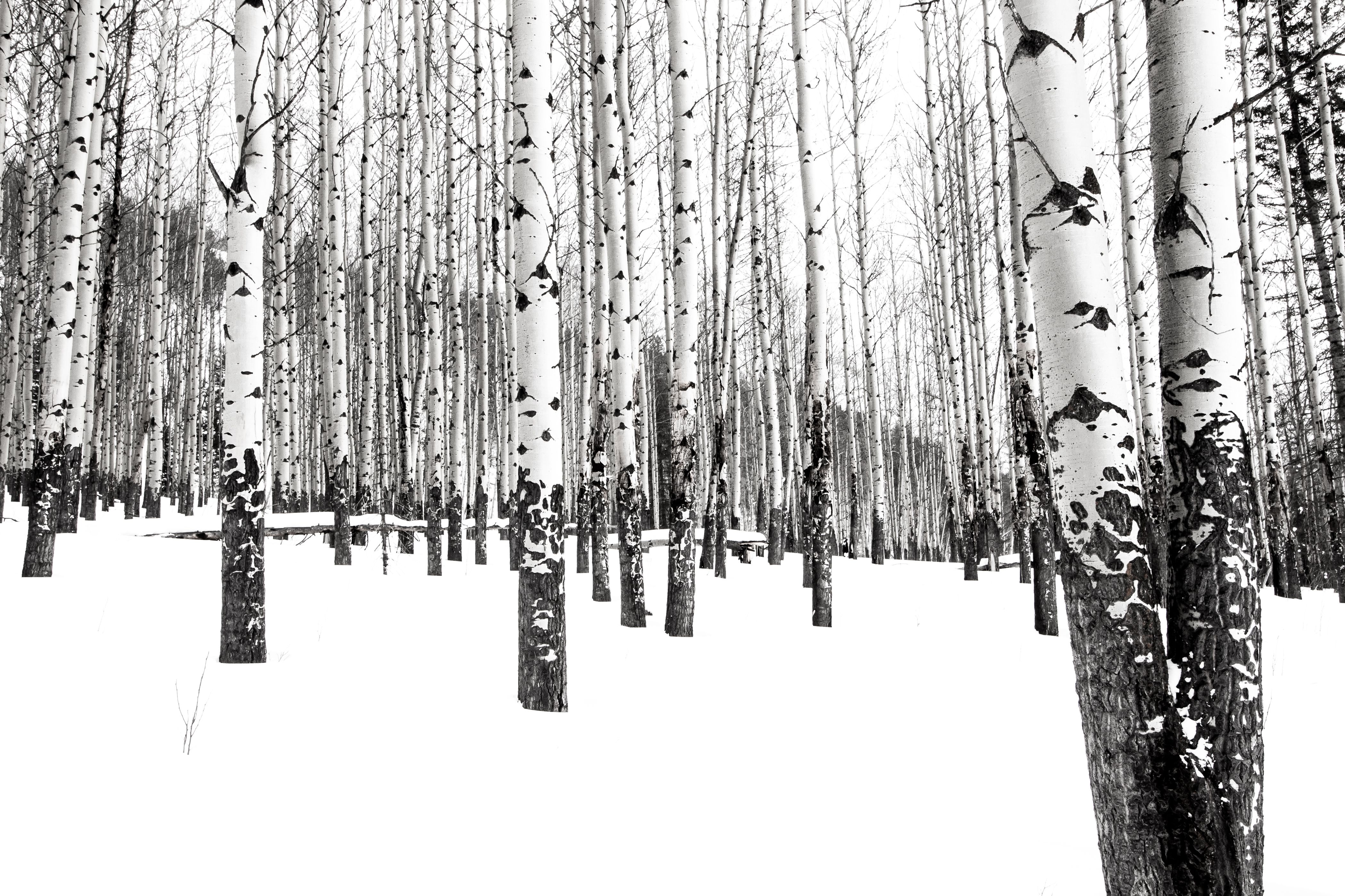aspen snow