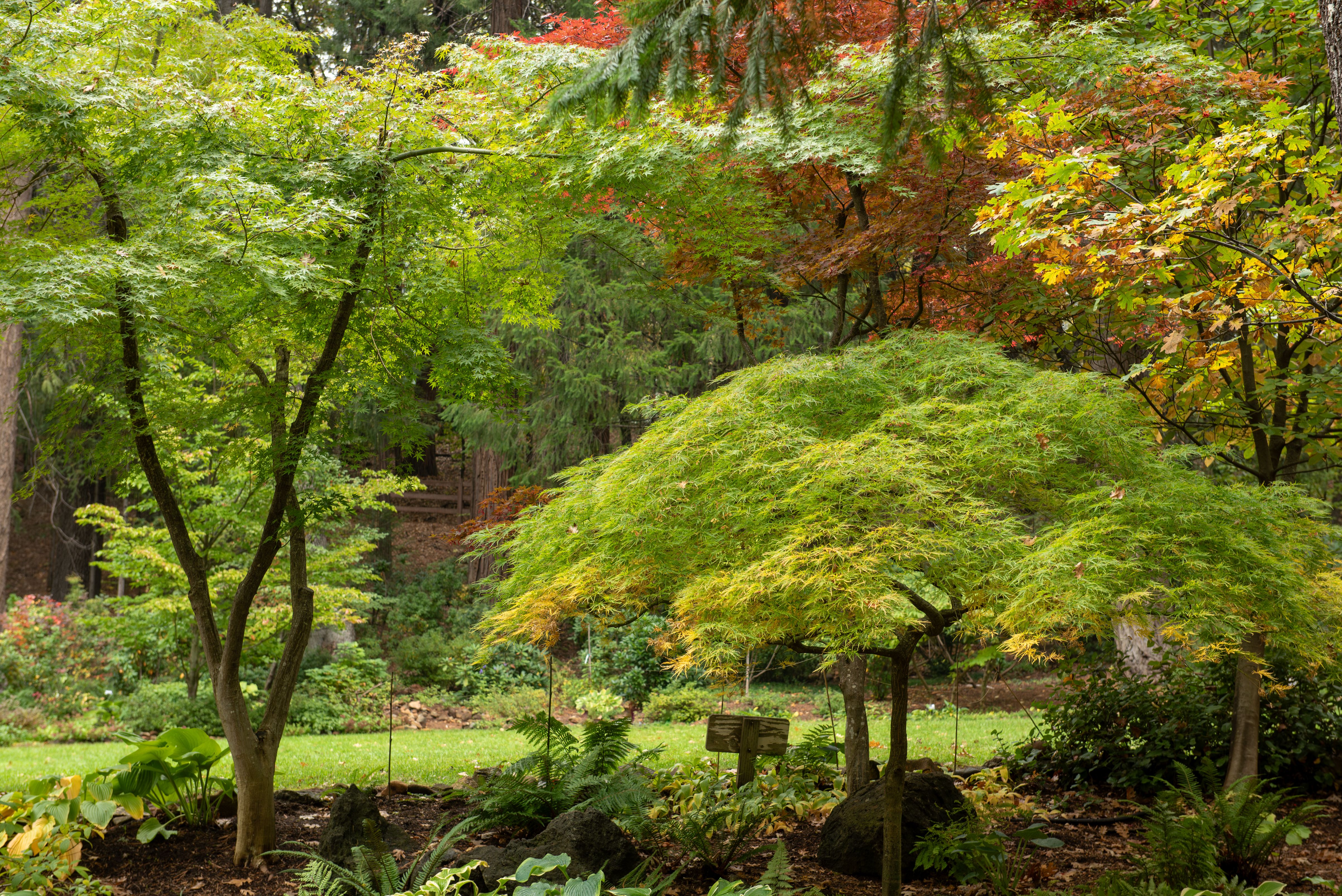 native plants gardens