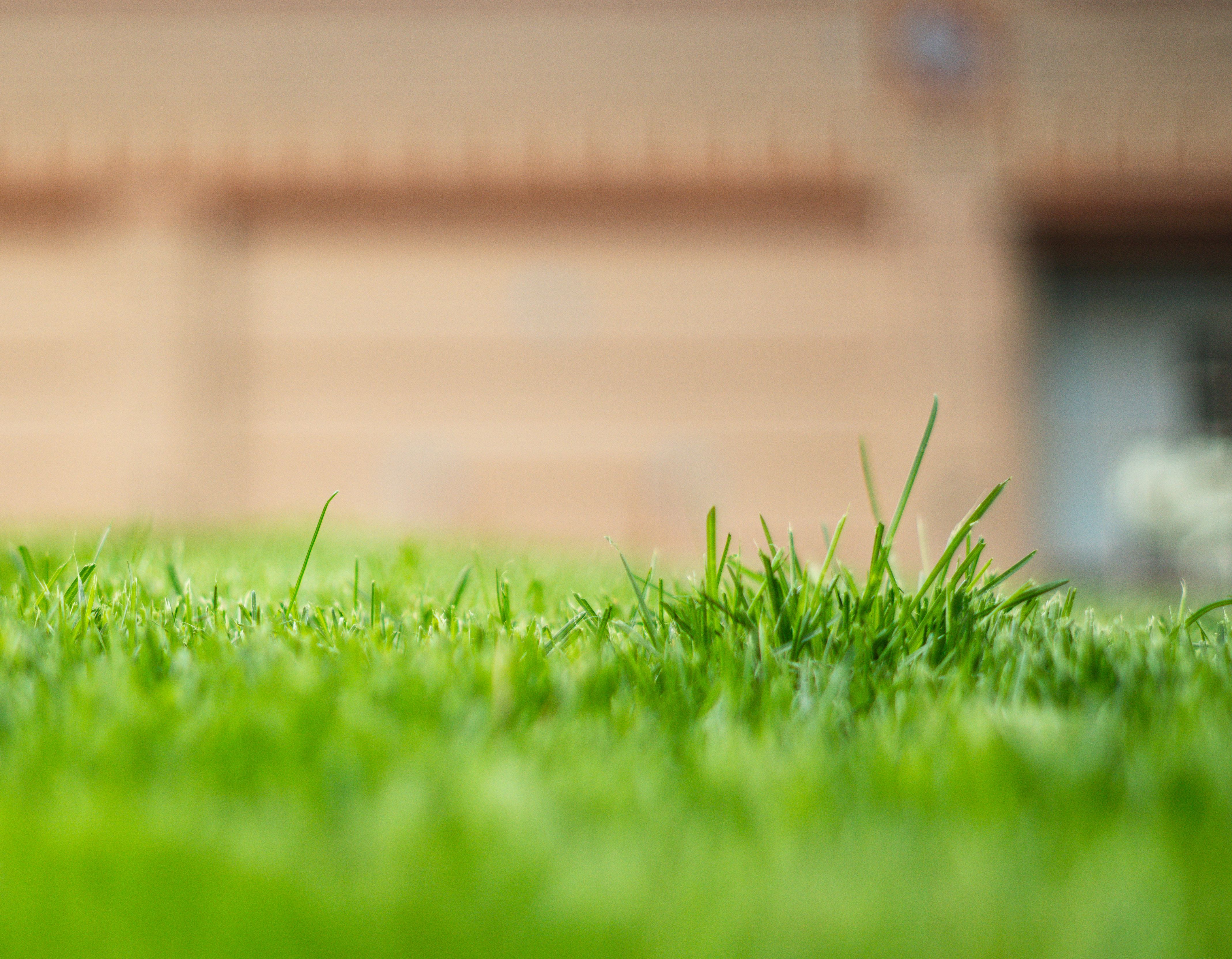 lawn care Hamilton