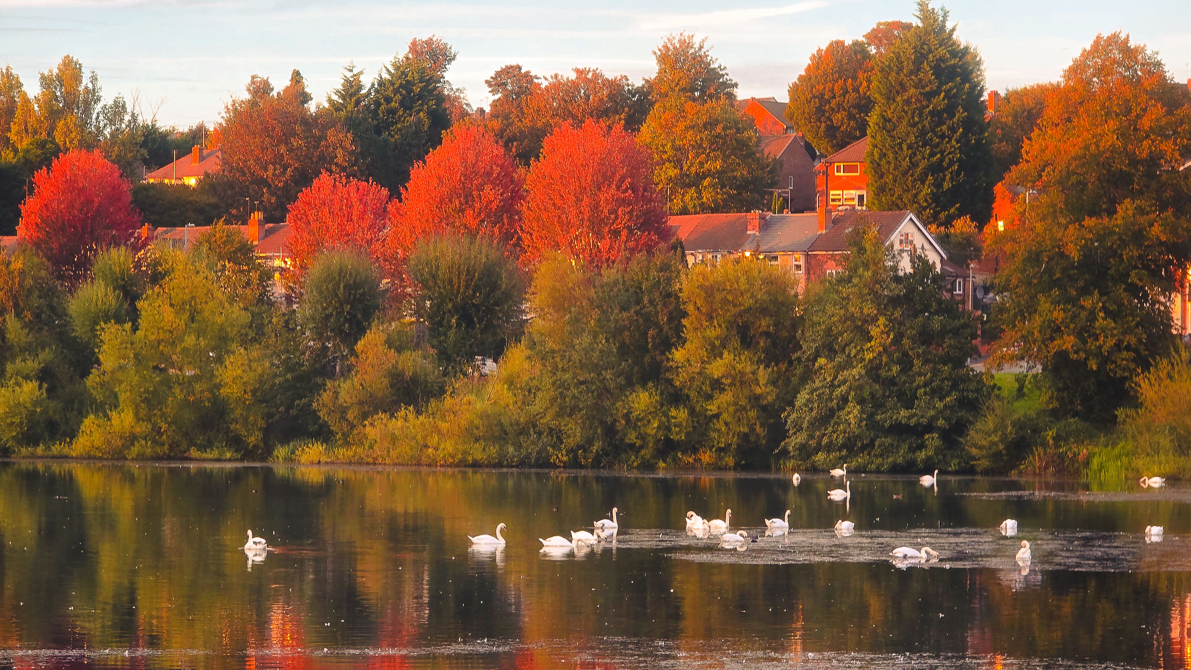 autumn leaves swimming
