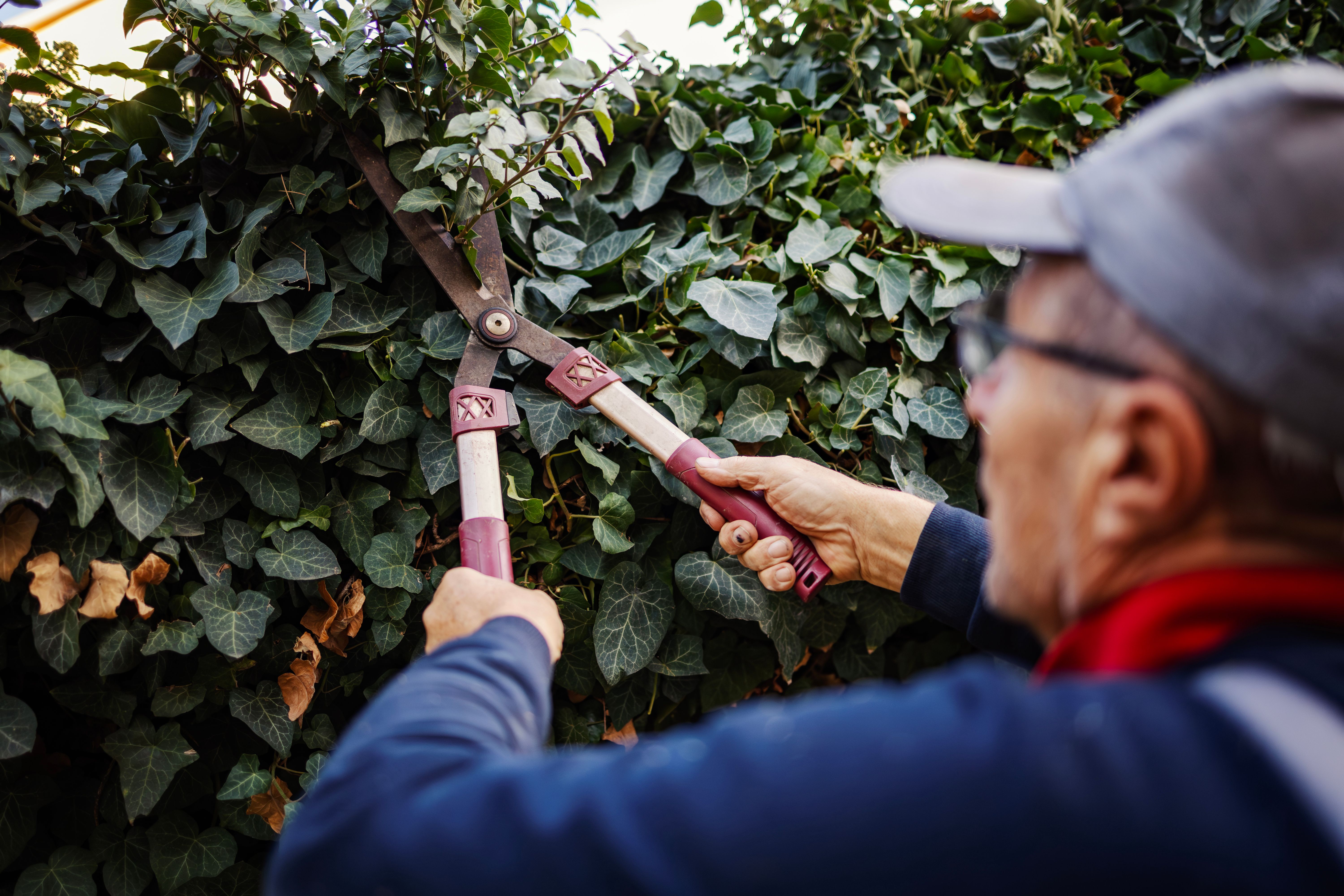 spring garden maintenance