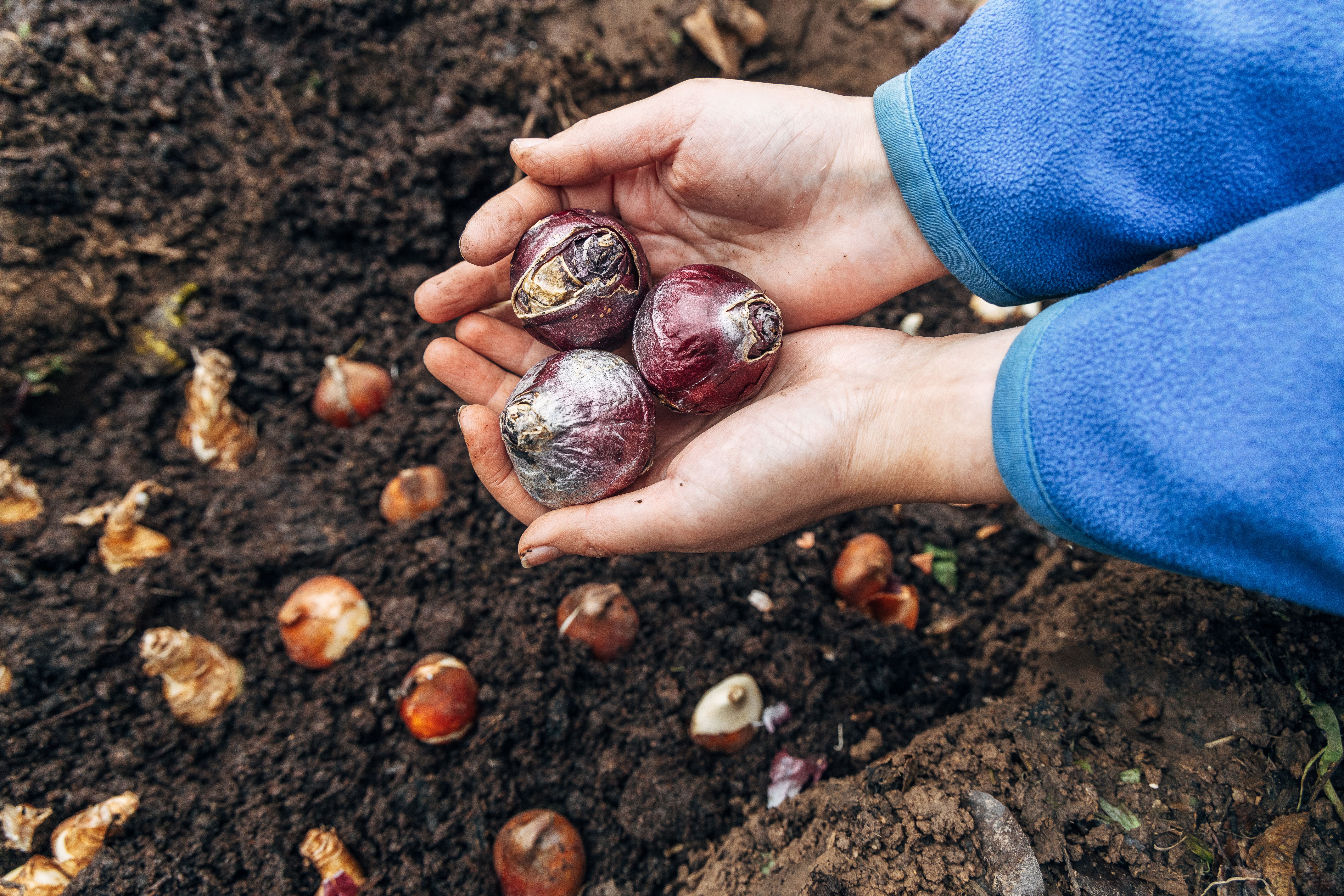 planting bulbs