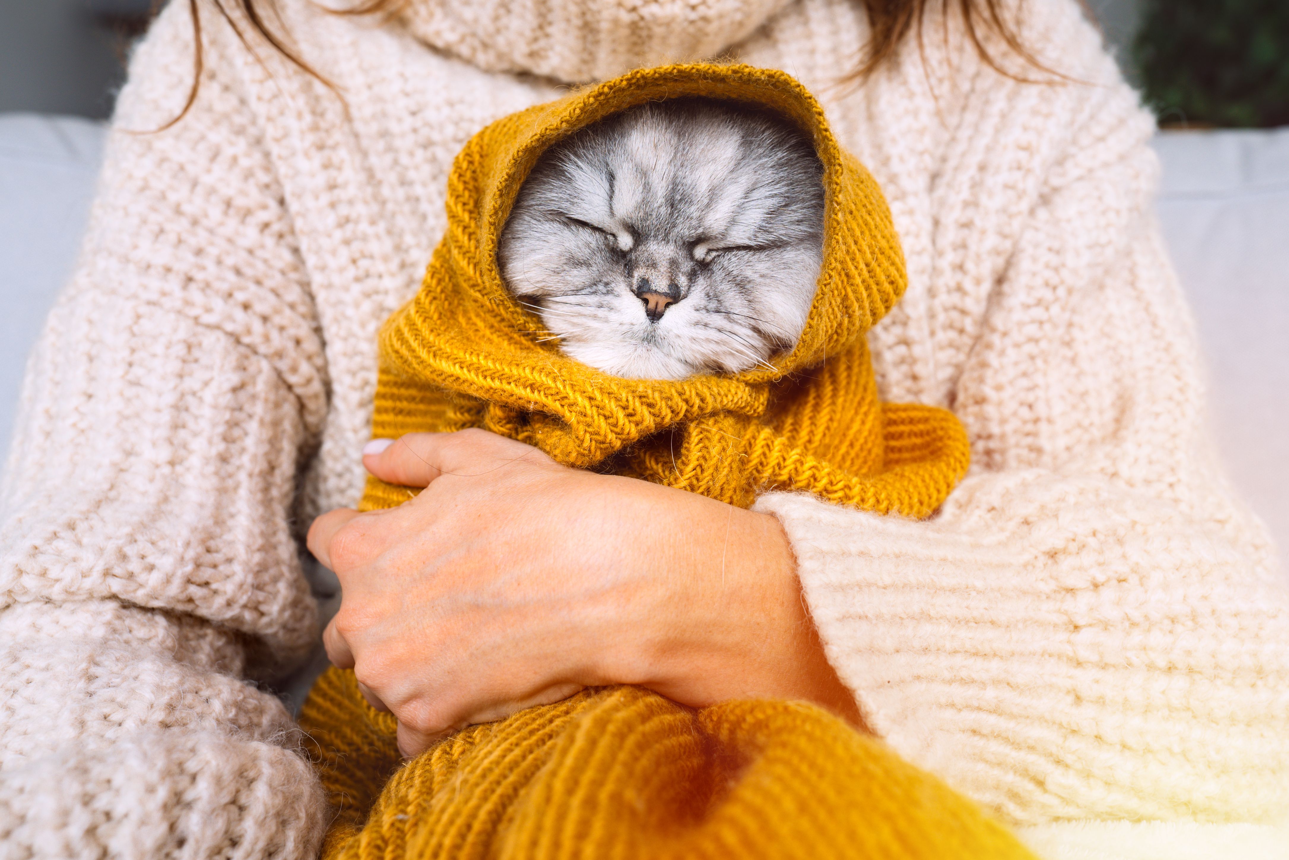pet sweater