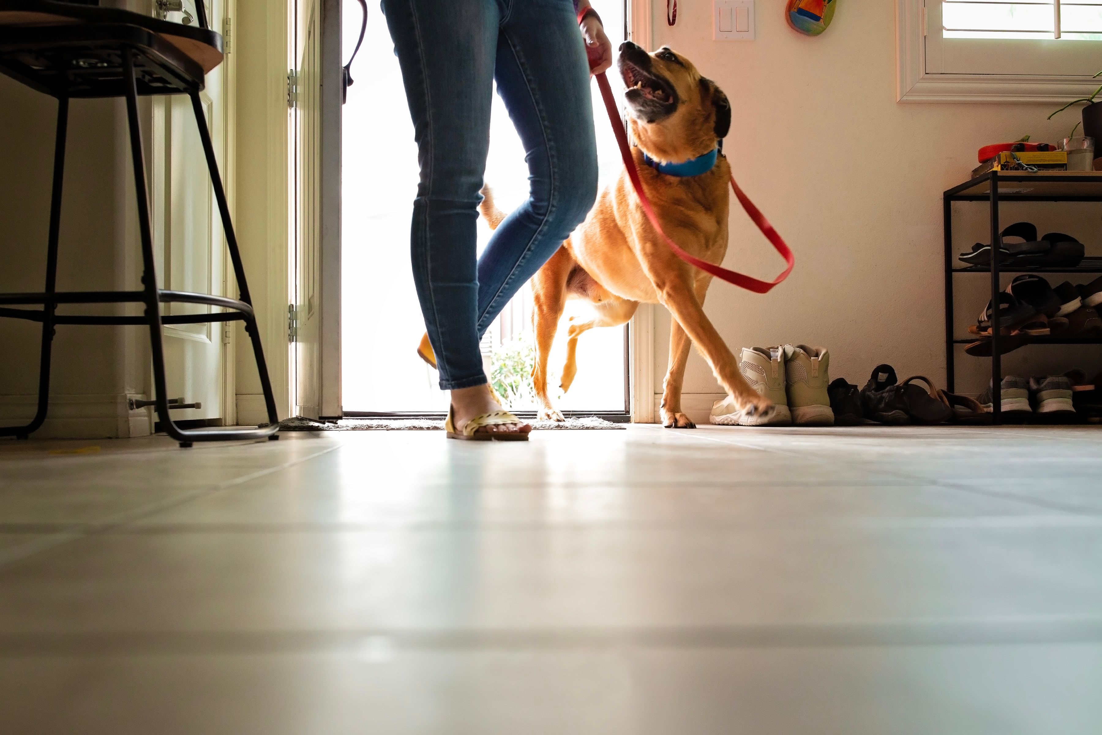 dog training indoors