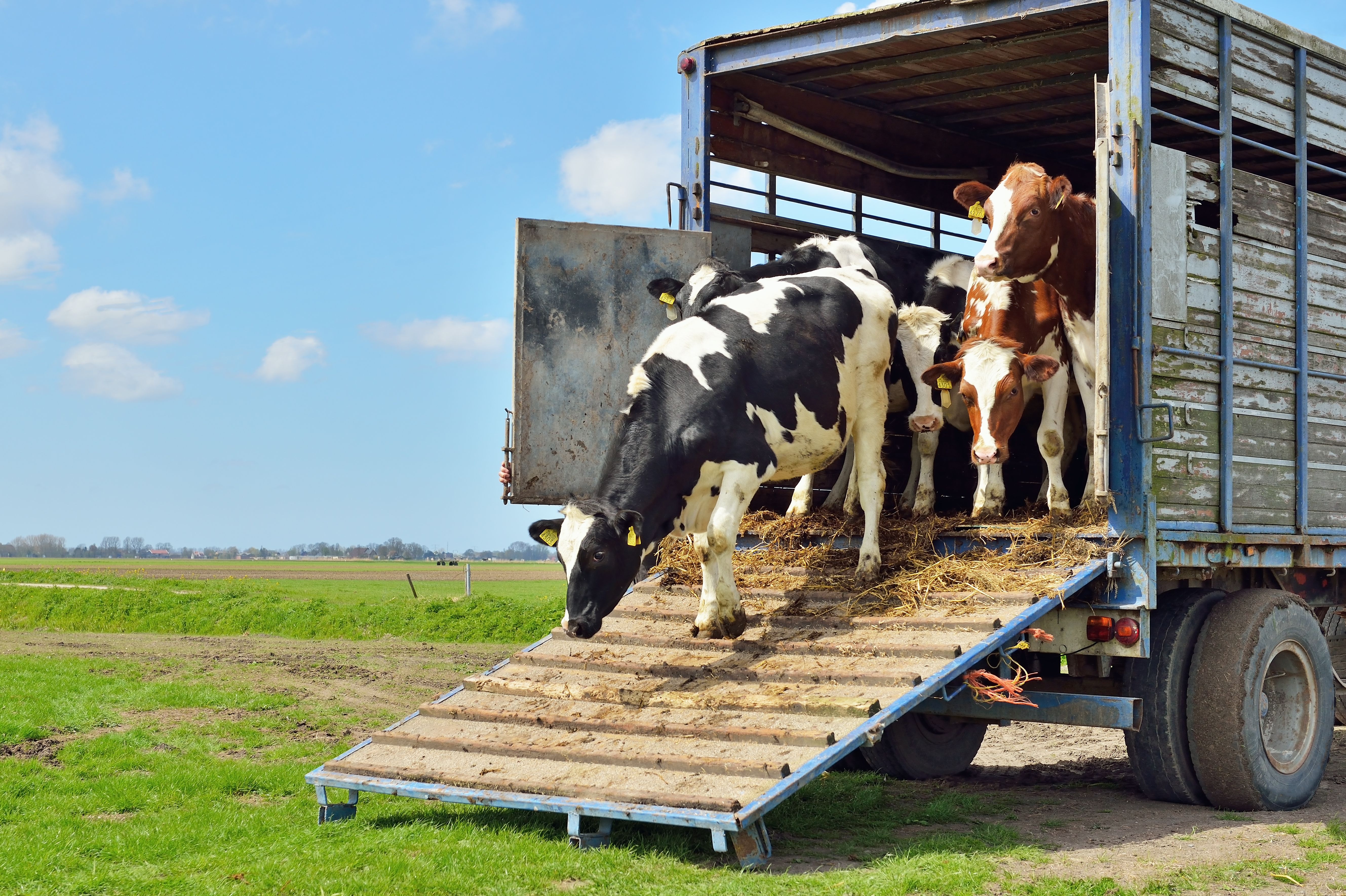 animal transport