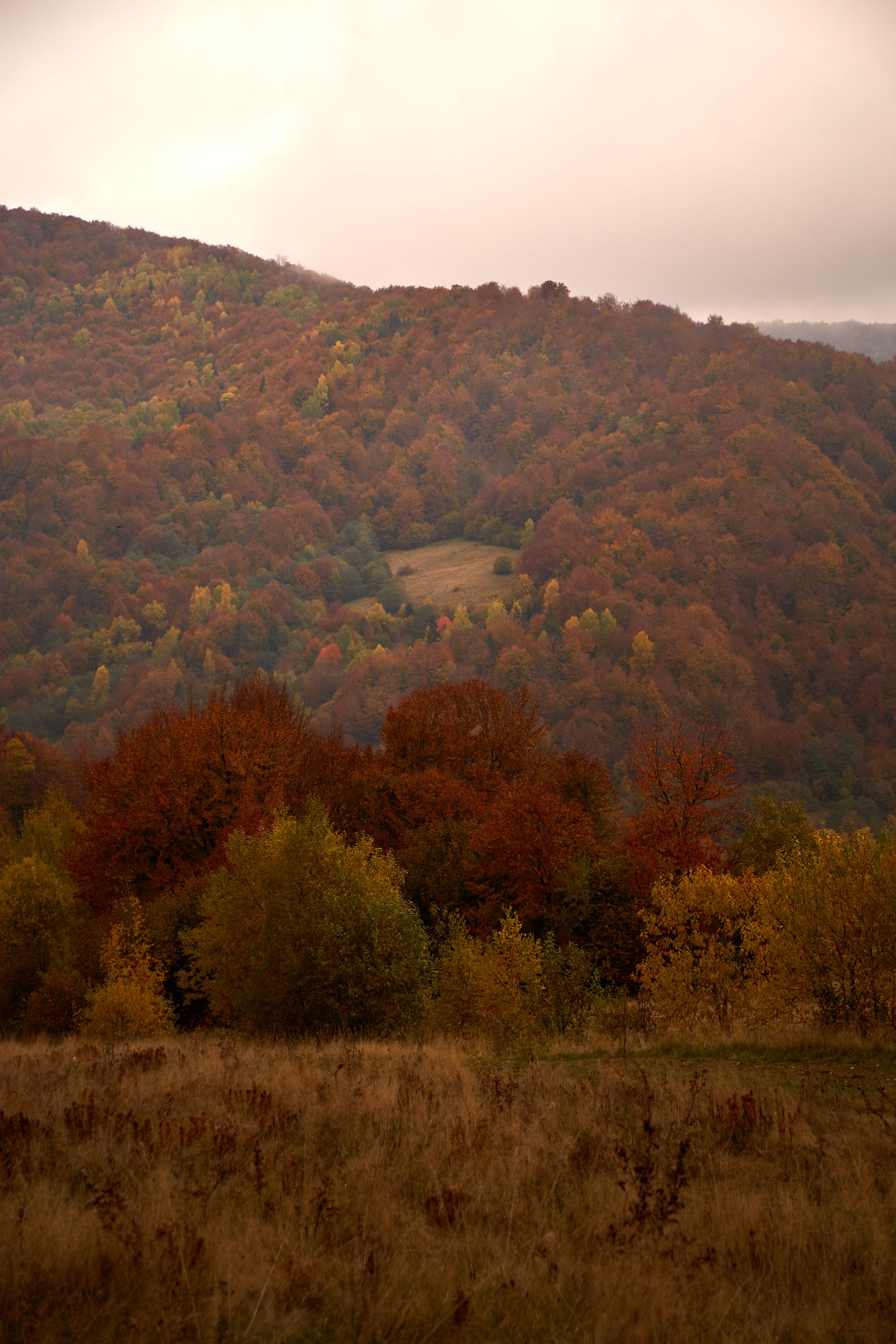 Colorful autumn landscape with vibrant foliage in a serene valley at dusk. Autumn hiking in Carpathian Mountains, Ukraine