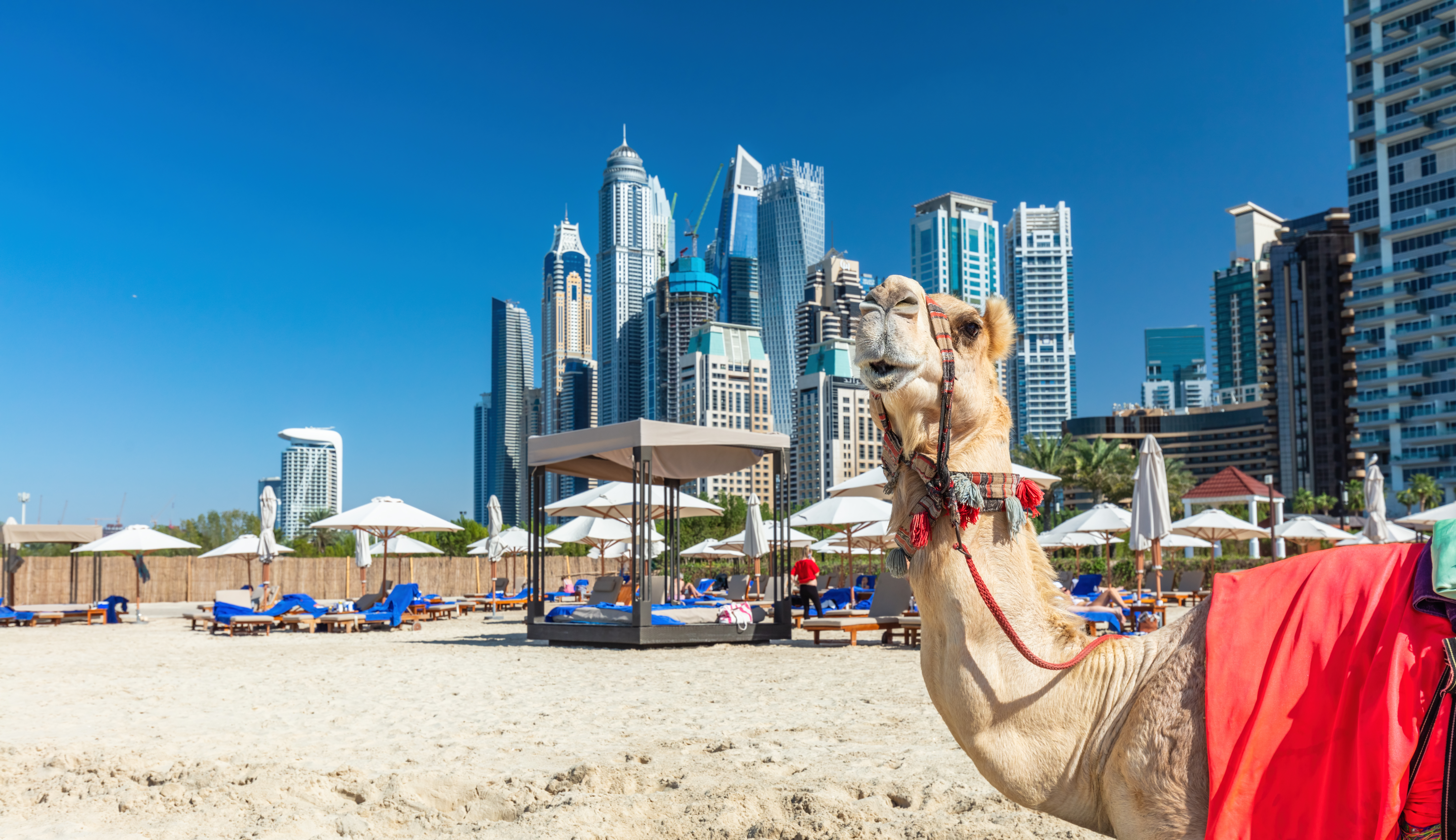 Camel on Dubai jumeirah beach with marina skyscrapers in UAE