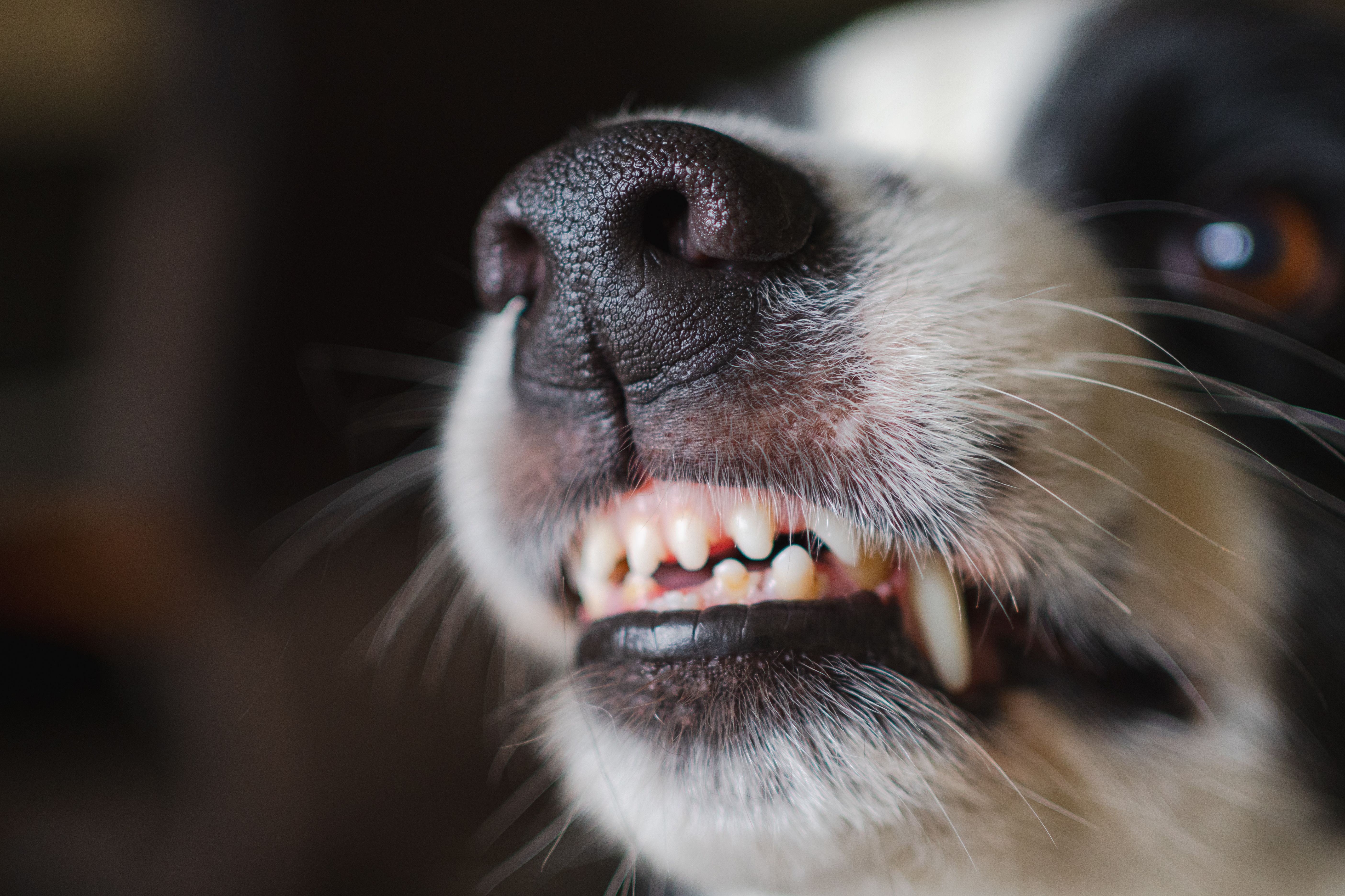 Dangerous angry dog. Aggressive puppy dog border collie baring teeth fangs looking aggressive dangerous. Guardian growling scary dog ready for attack. Pet infected by rabies..