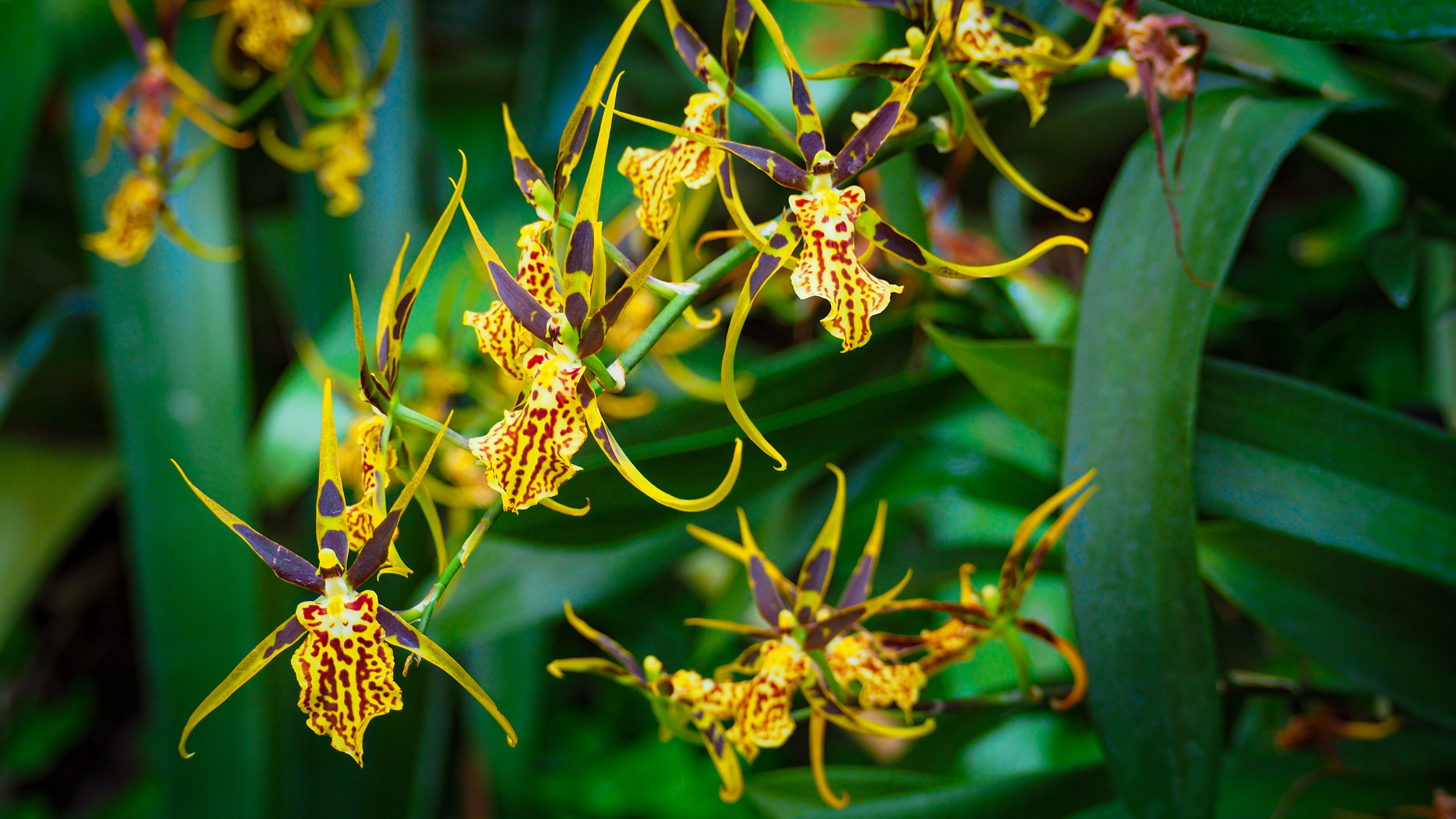 Flowers of brassia arachnoids orchid in botanic gardens at Singapore