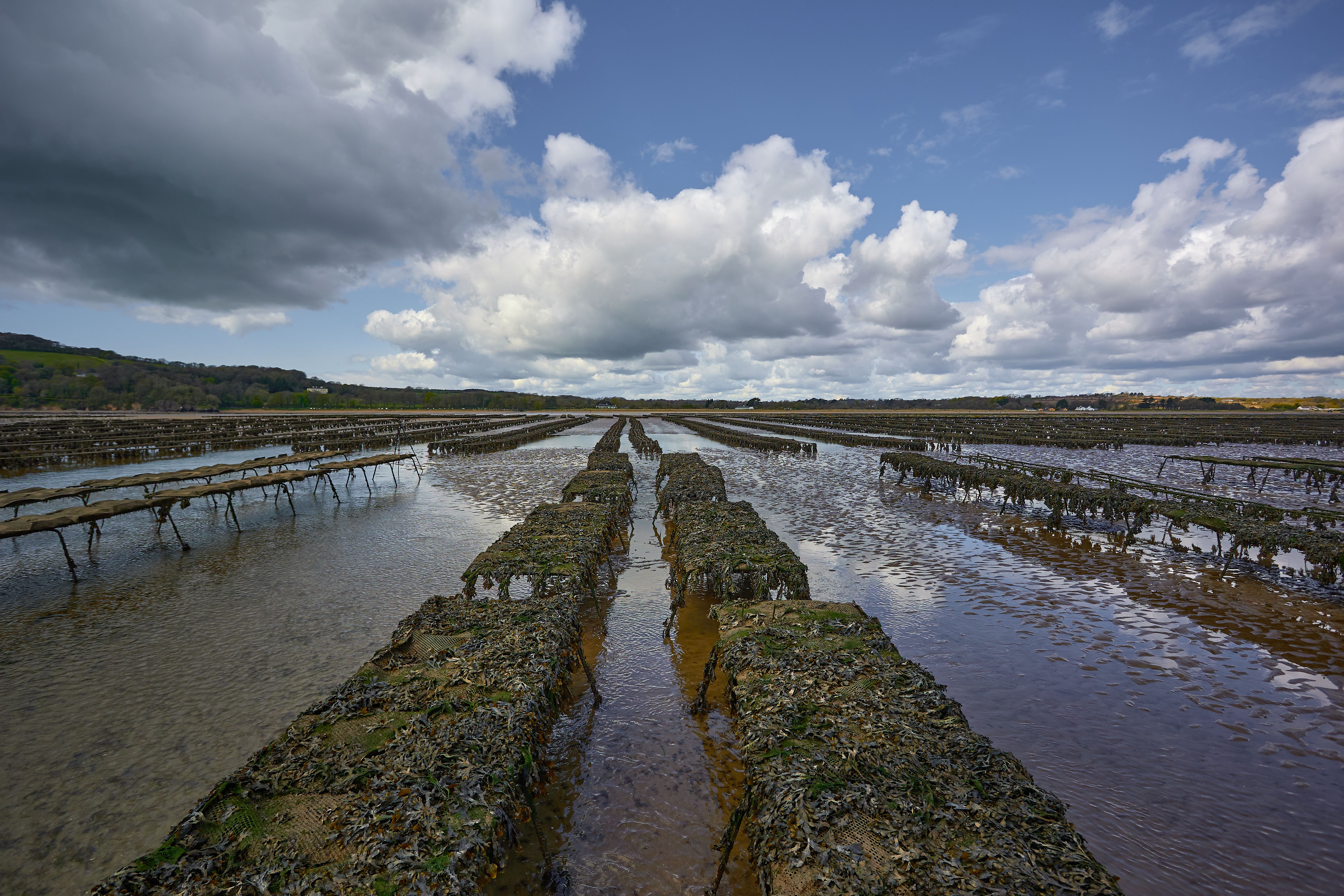 long oyster beds. crops at sea. food production. Cloudy Sky. long oyster beds. crops at sea. food production. Cloudy Sky.