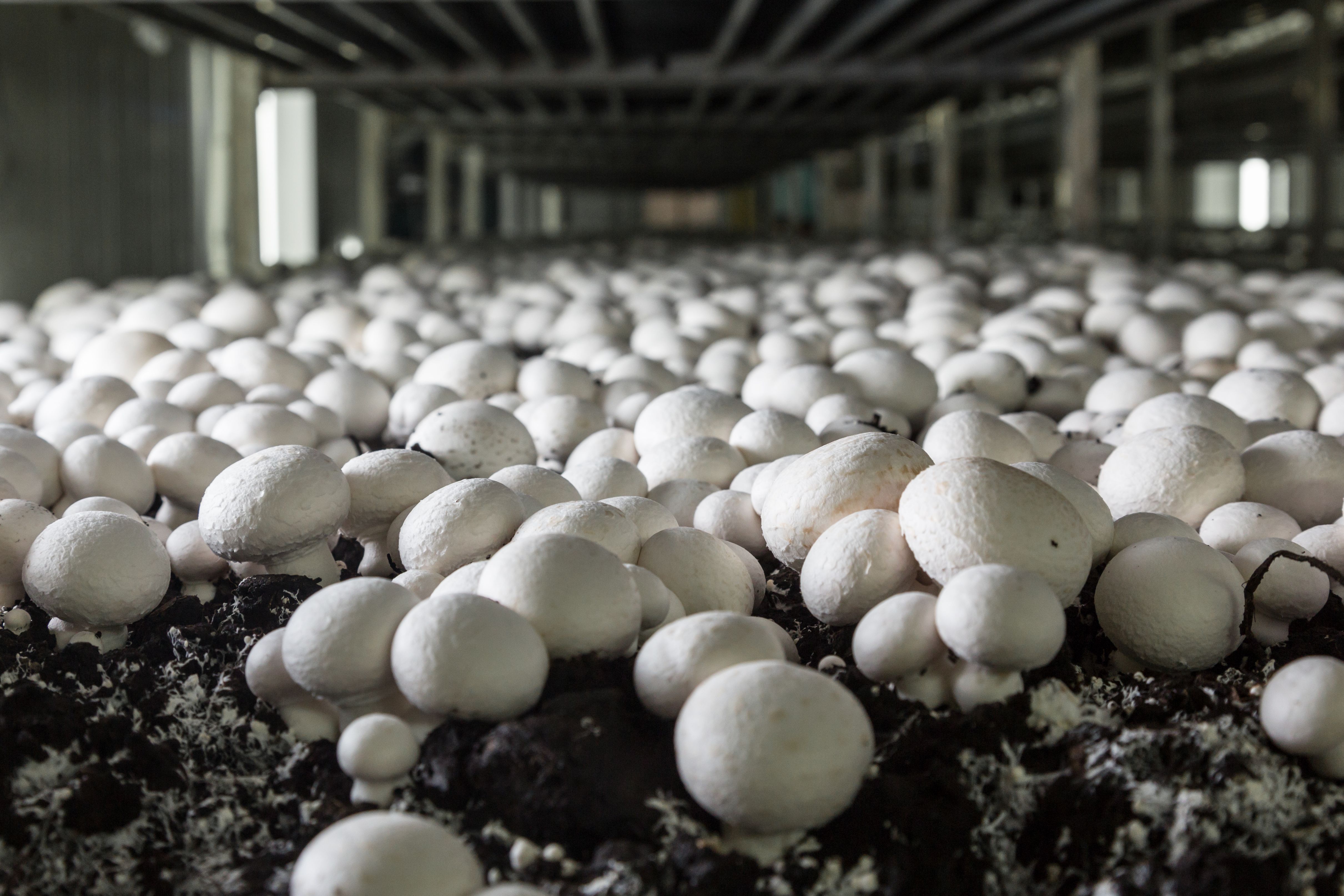 mushroom farm