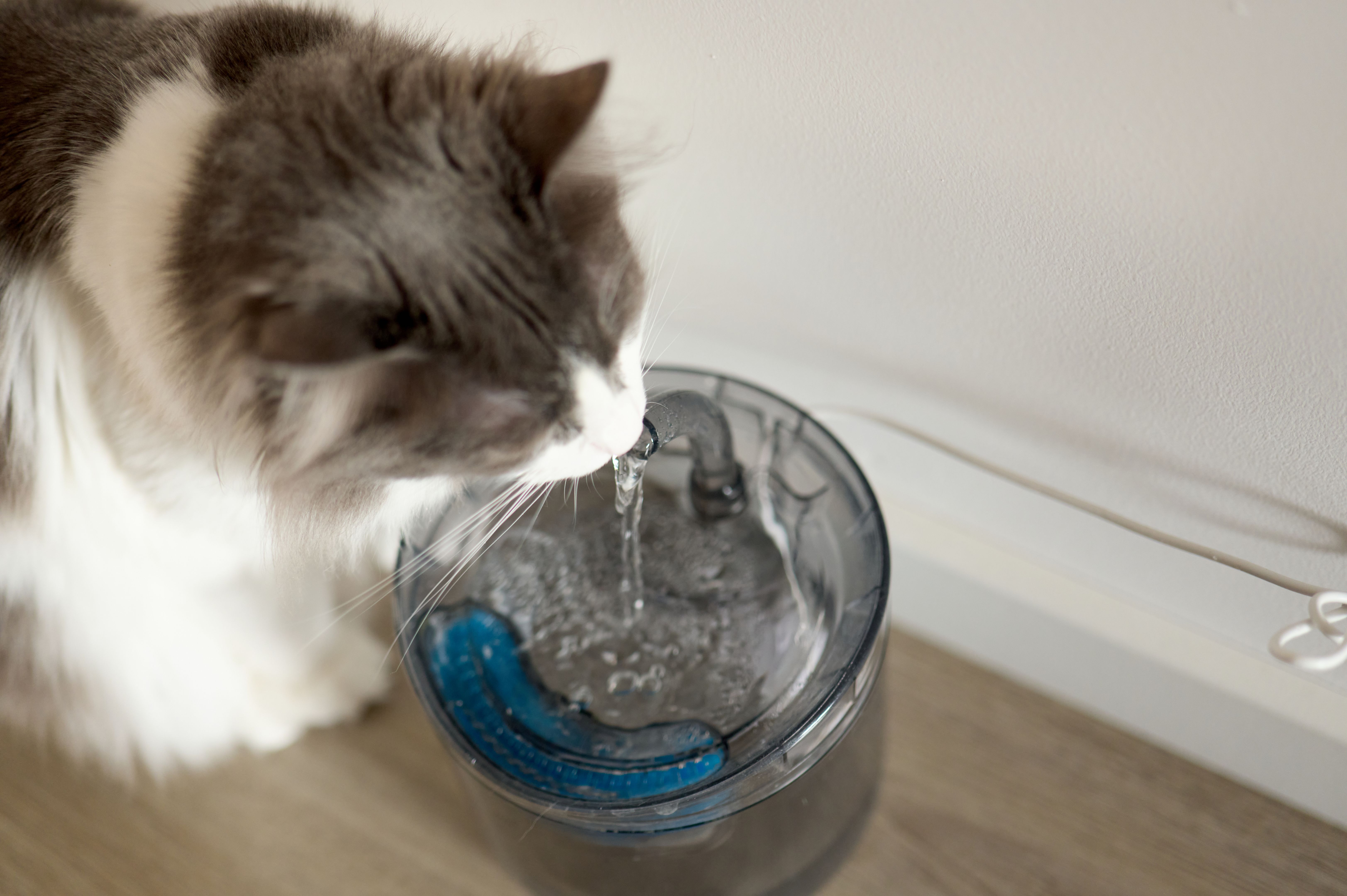 pet drinking water