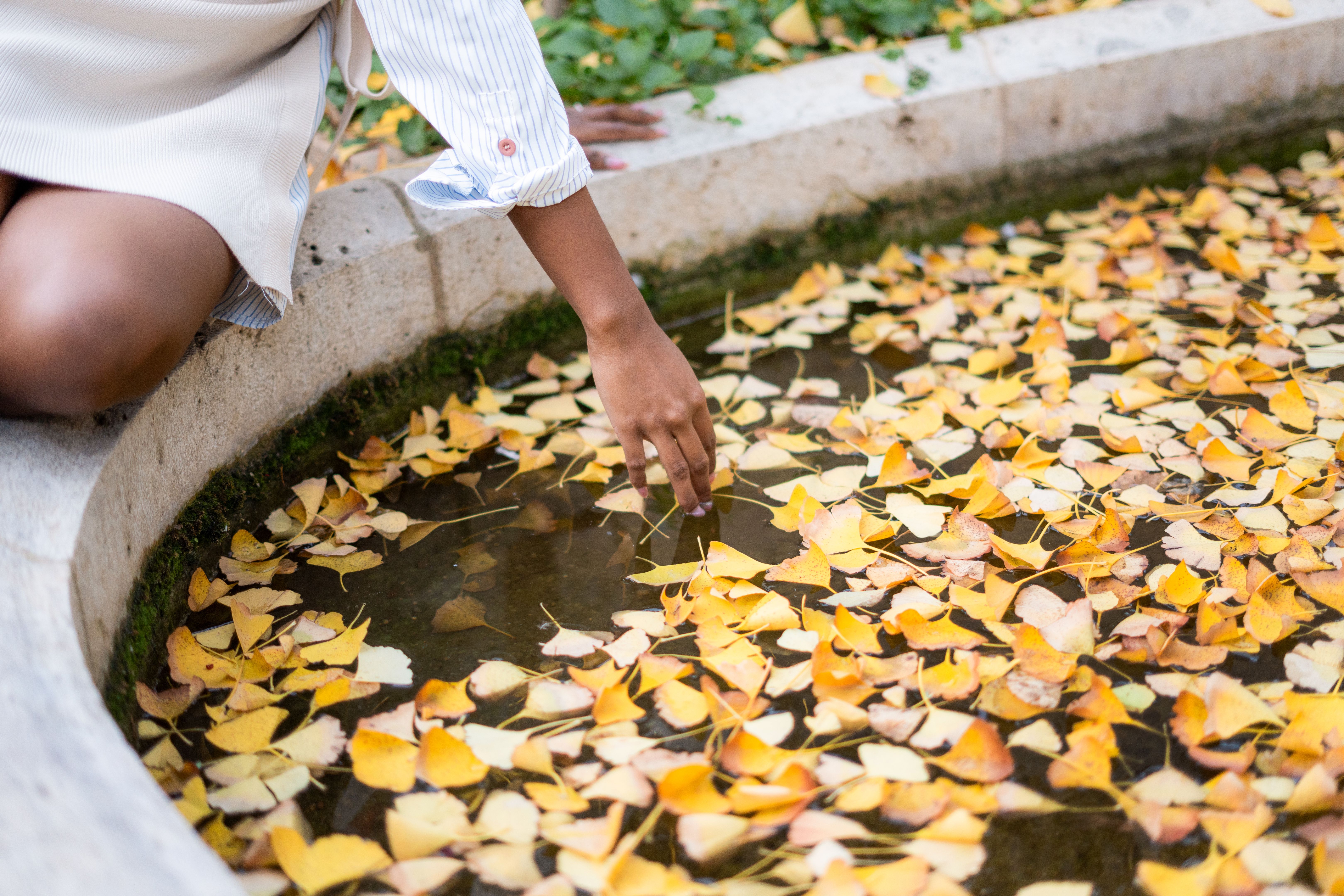 Woman gently touching water surface covered with yellow autumn ginkgo leaves Woman gently touching water surface covered with yellow autumn ginkgo leaves