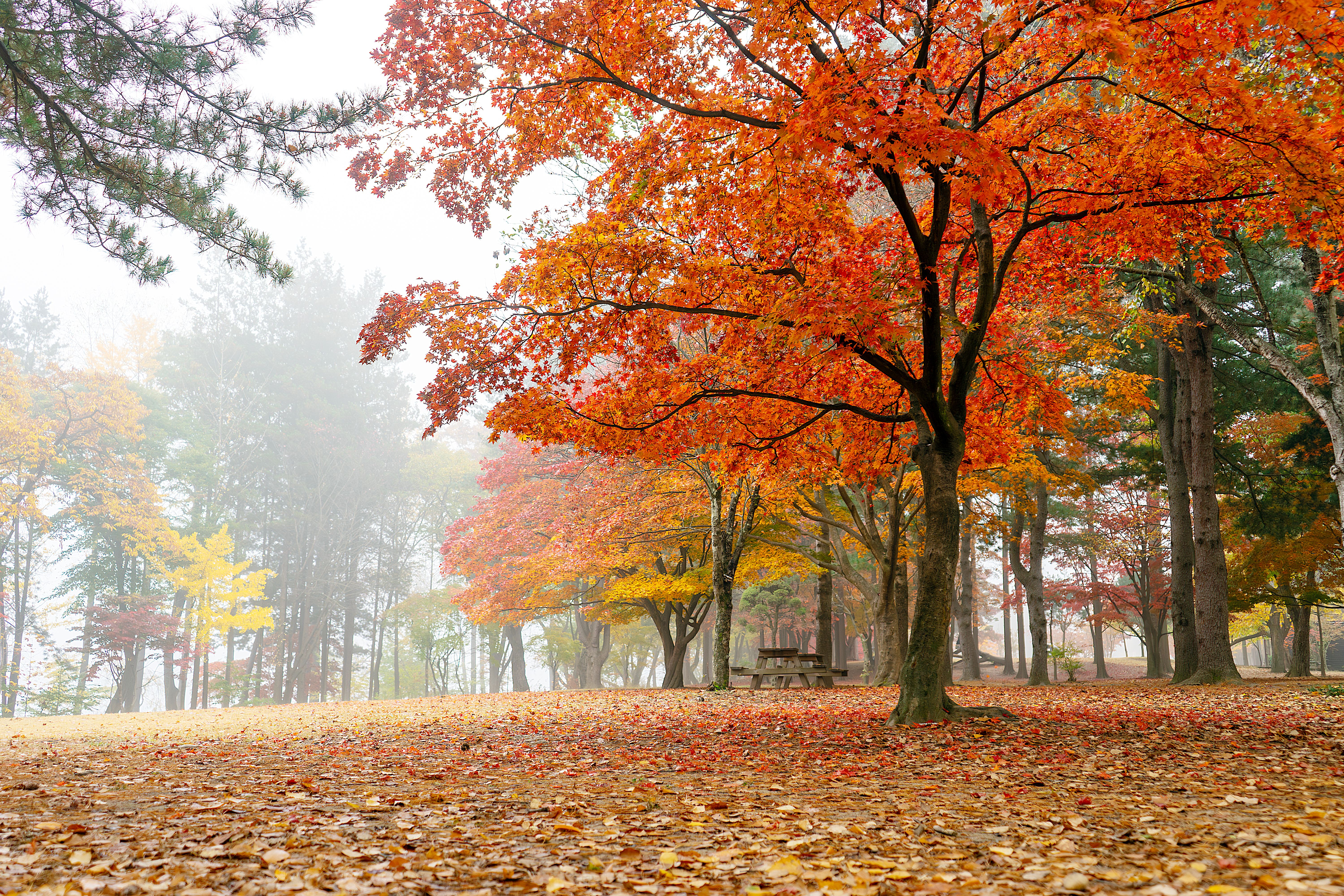 autumn colors forest