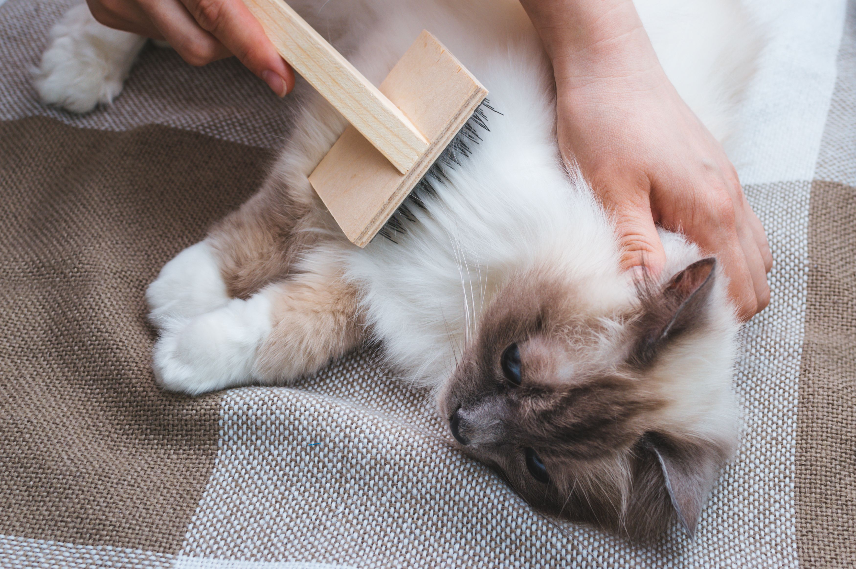 pet grooming brush