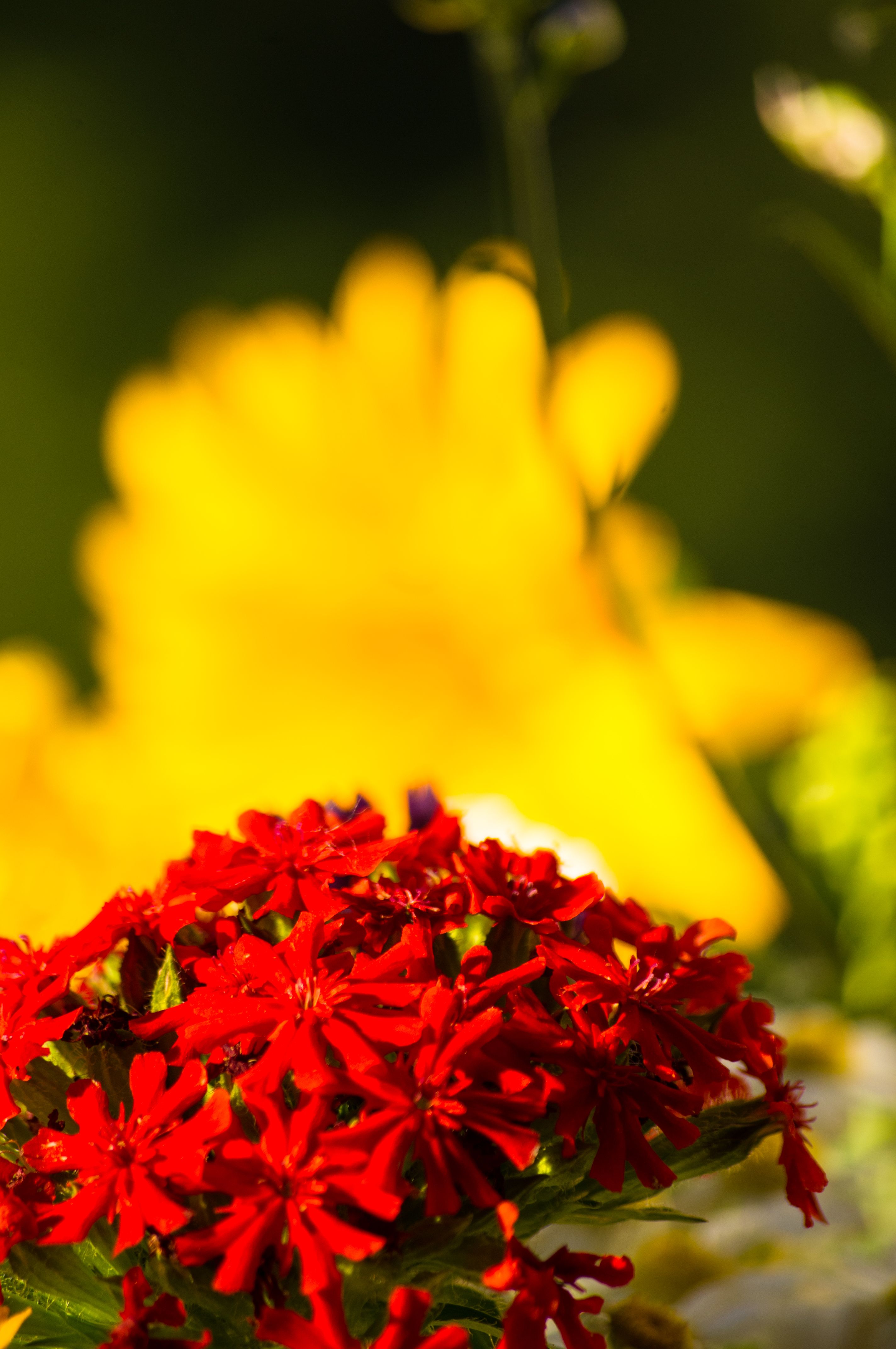 contrato de alquiler