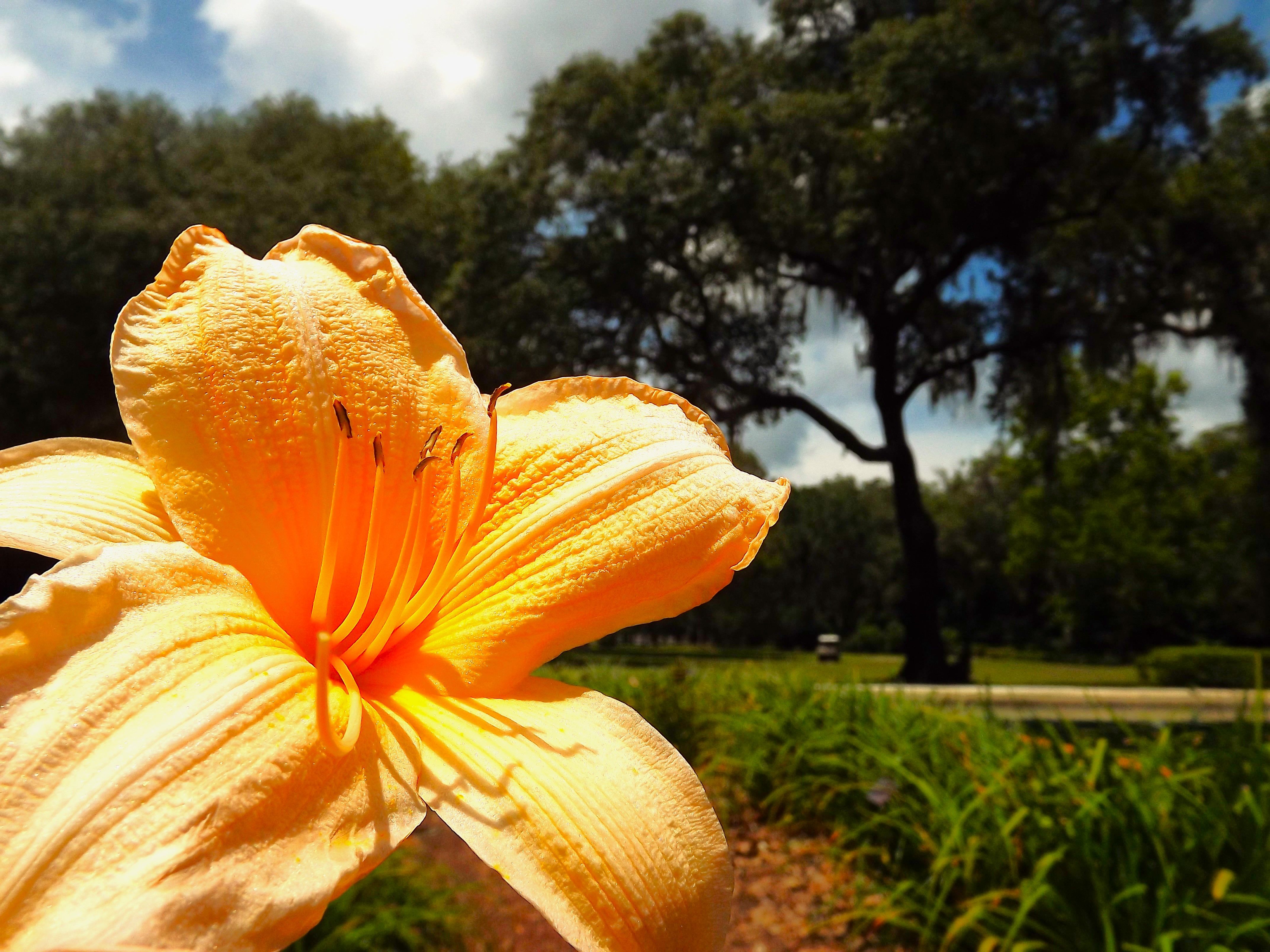 eden gardens florida