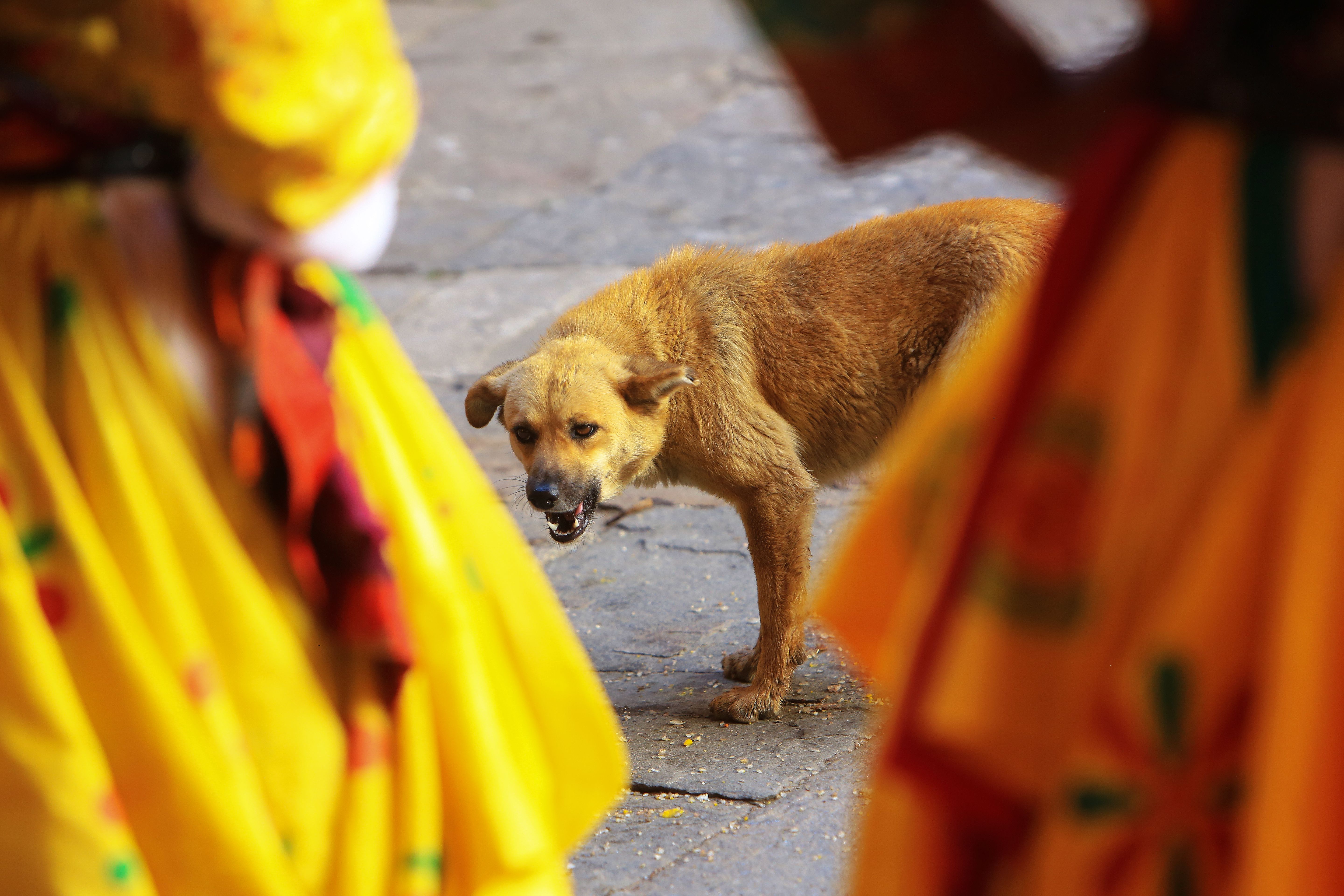 paro festival bhutan