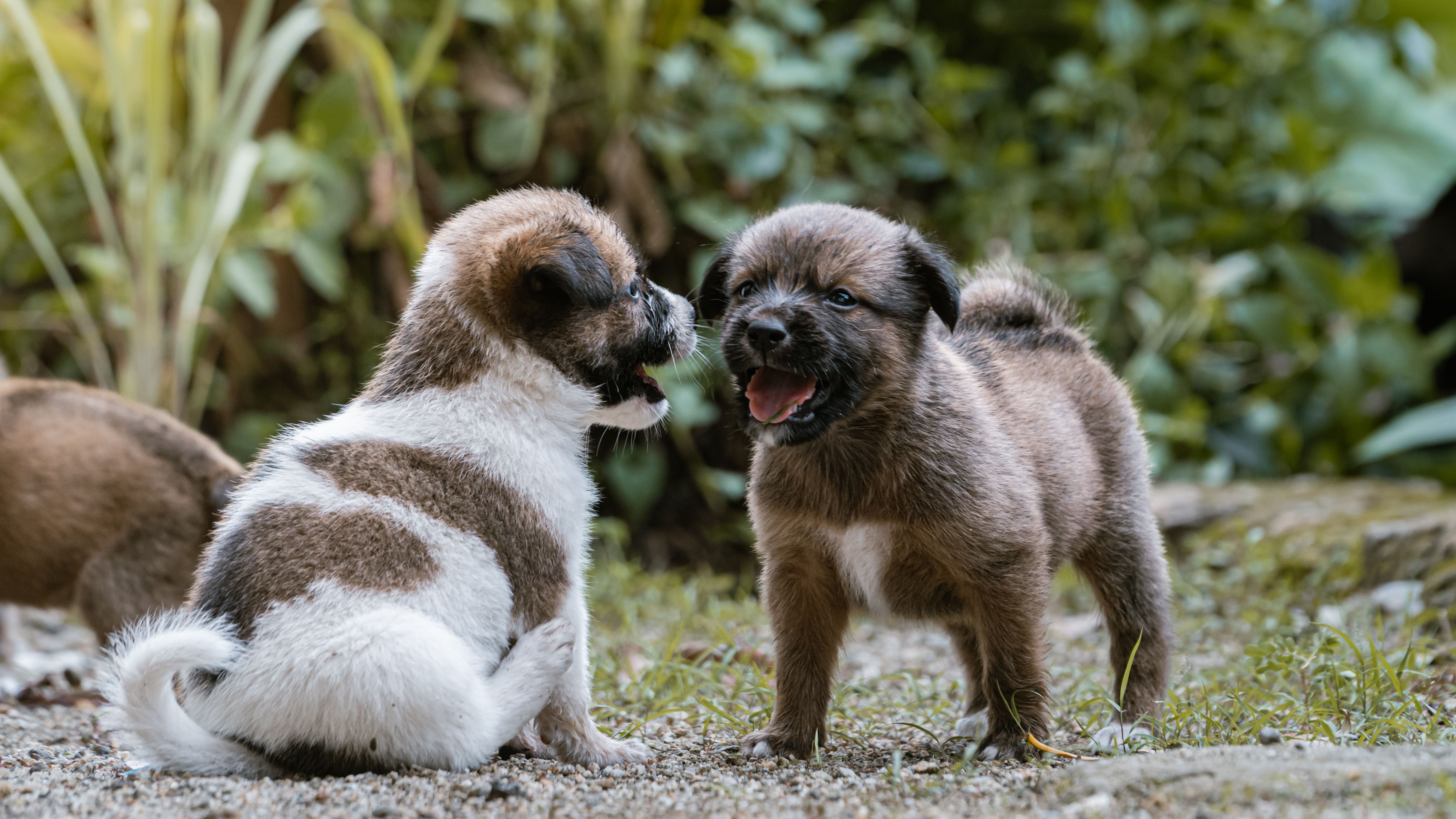 two cute puppies facing each other and smiling in the park