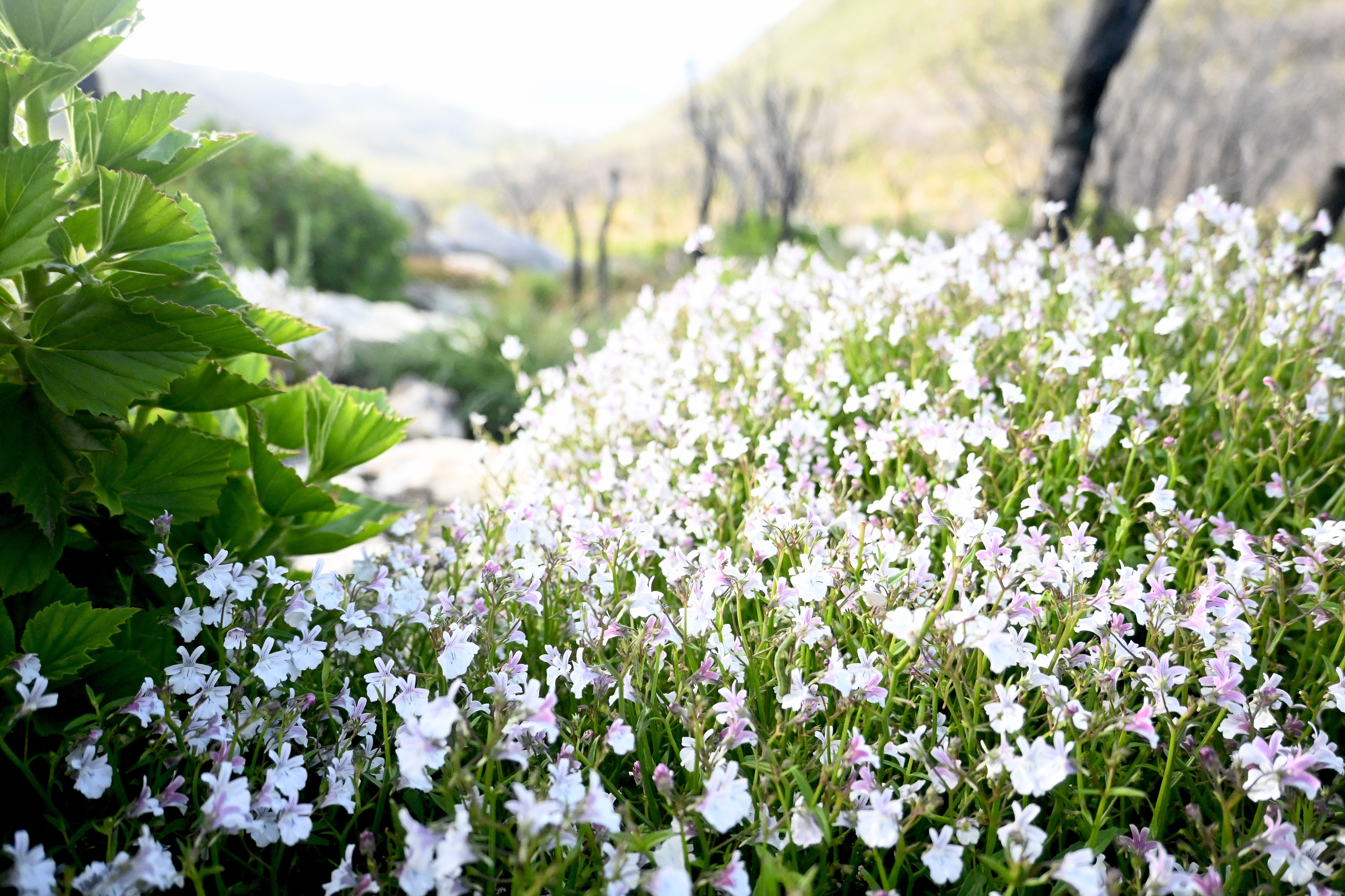 spring flowers cape town