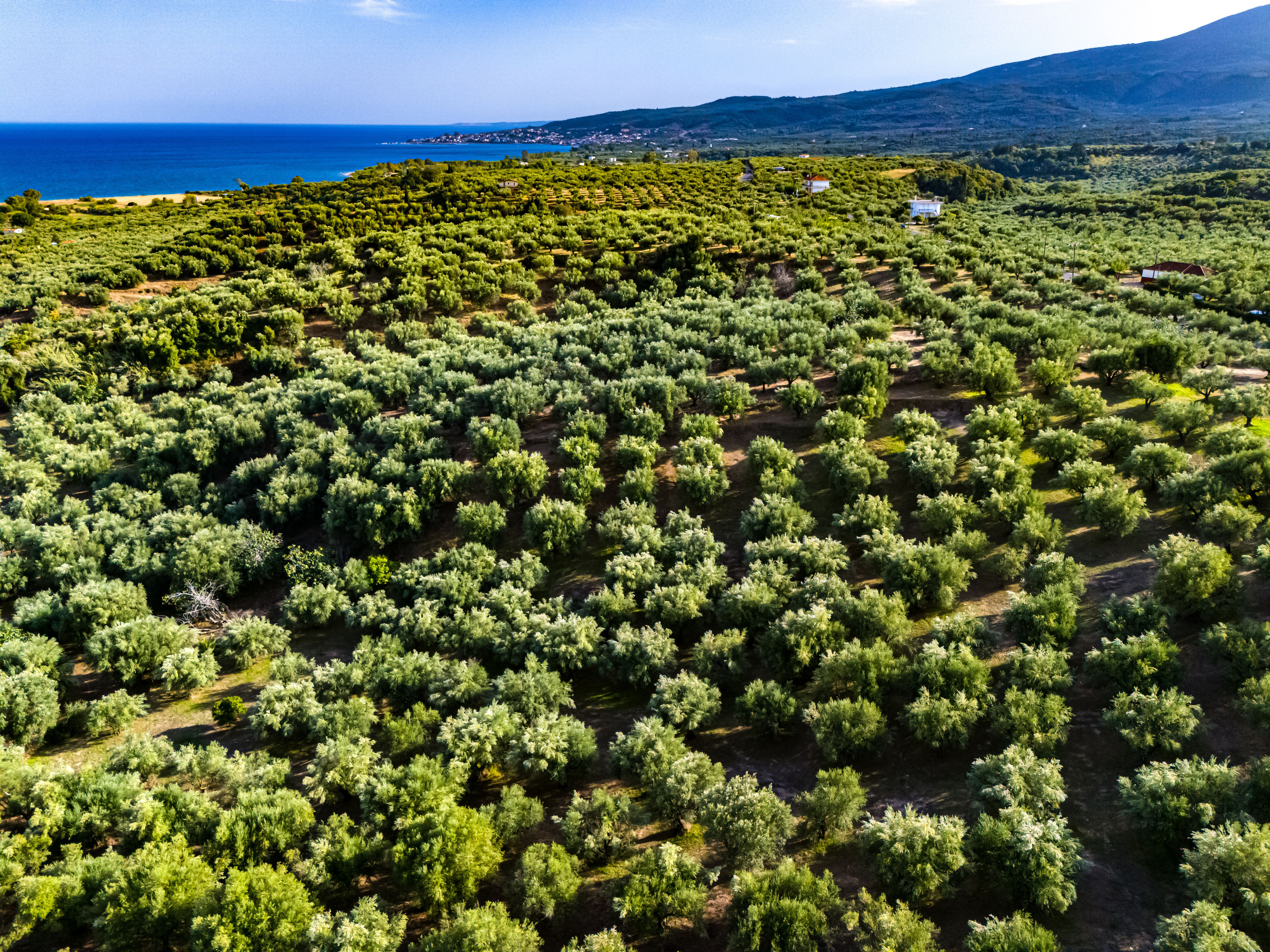 peloponnese olive oil