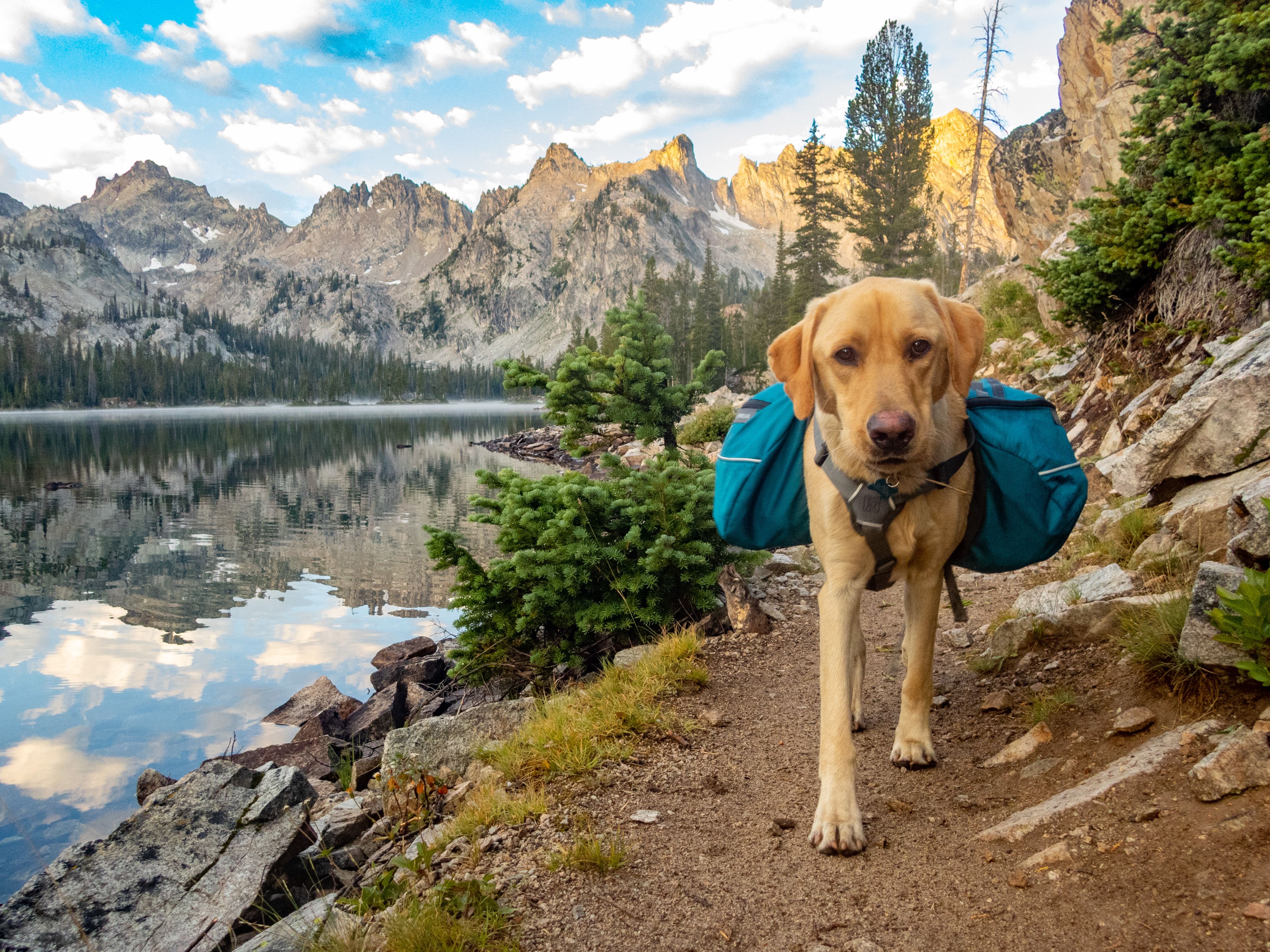 Backpacking in the Sawtooth Mountains with a yellow Labrador Retriever near Sun valley, Idaho Backpacking in the Sawtooth Mountains with a yellow Labrador Retriever near Sun valley, Idaho