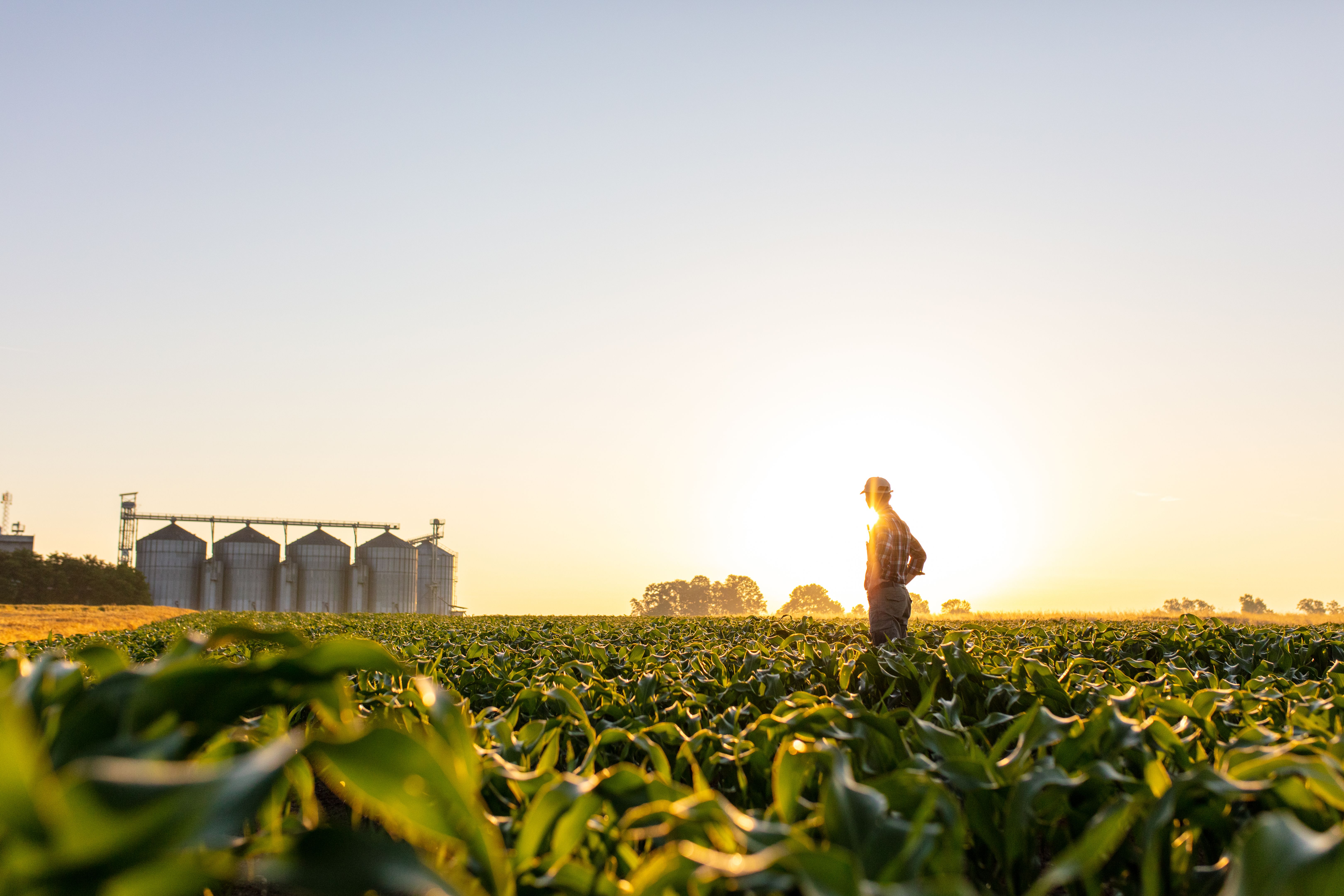 farmer field