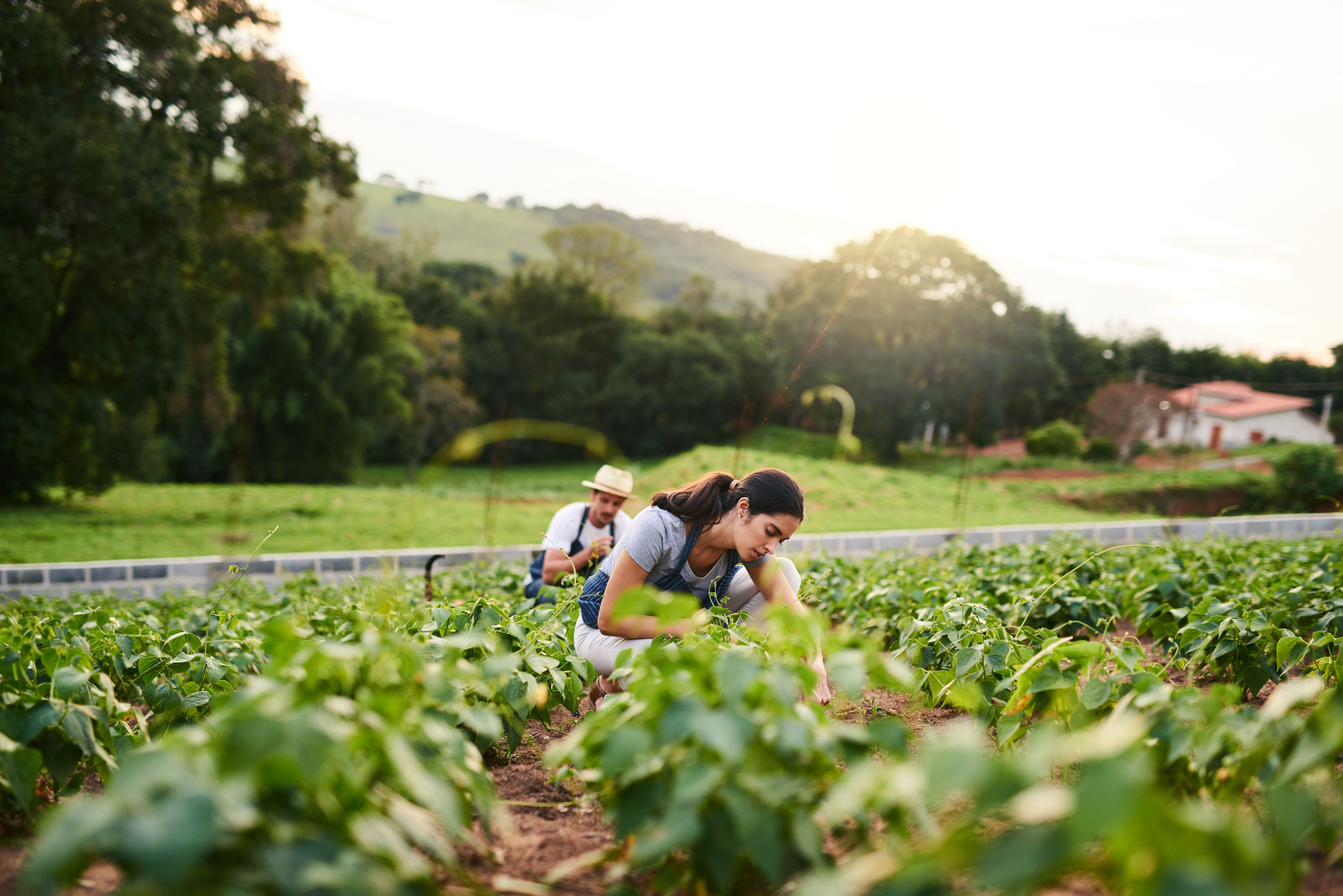 local farming
