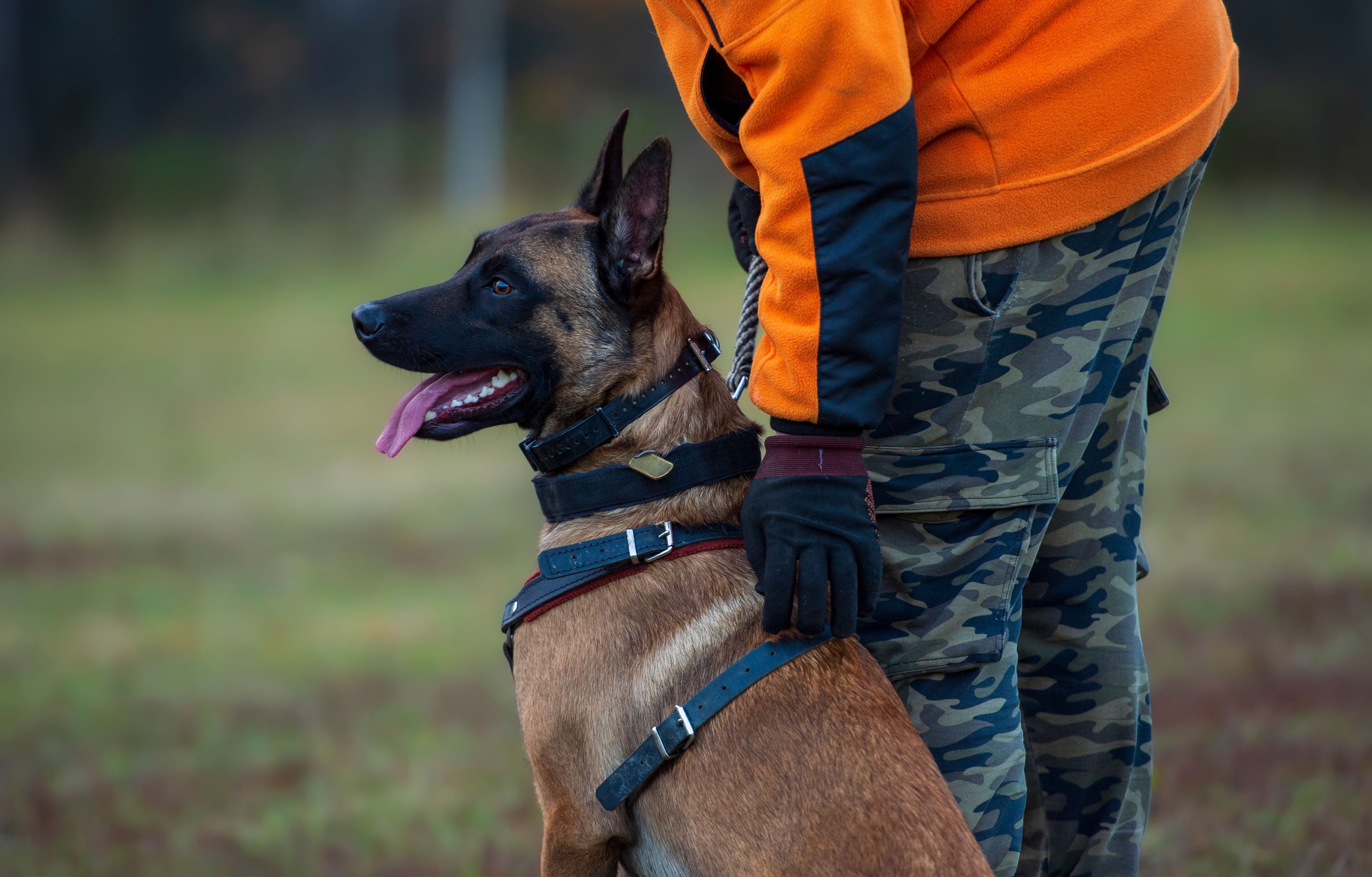 dog training