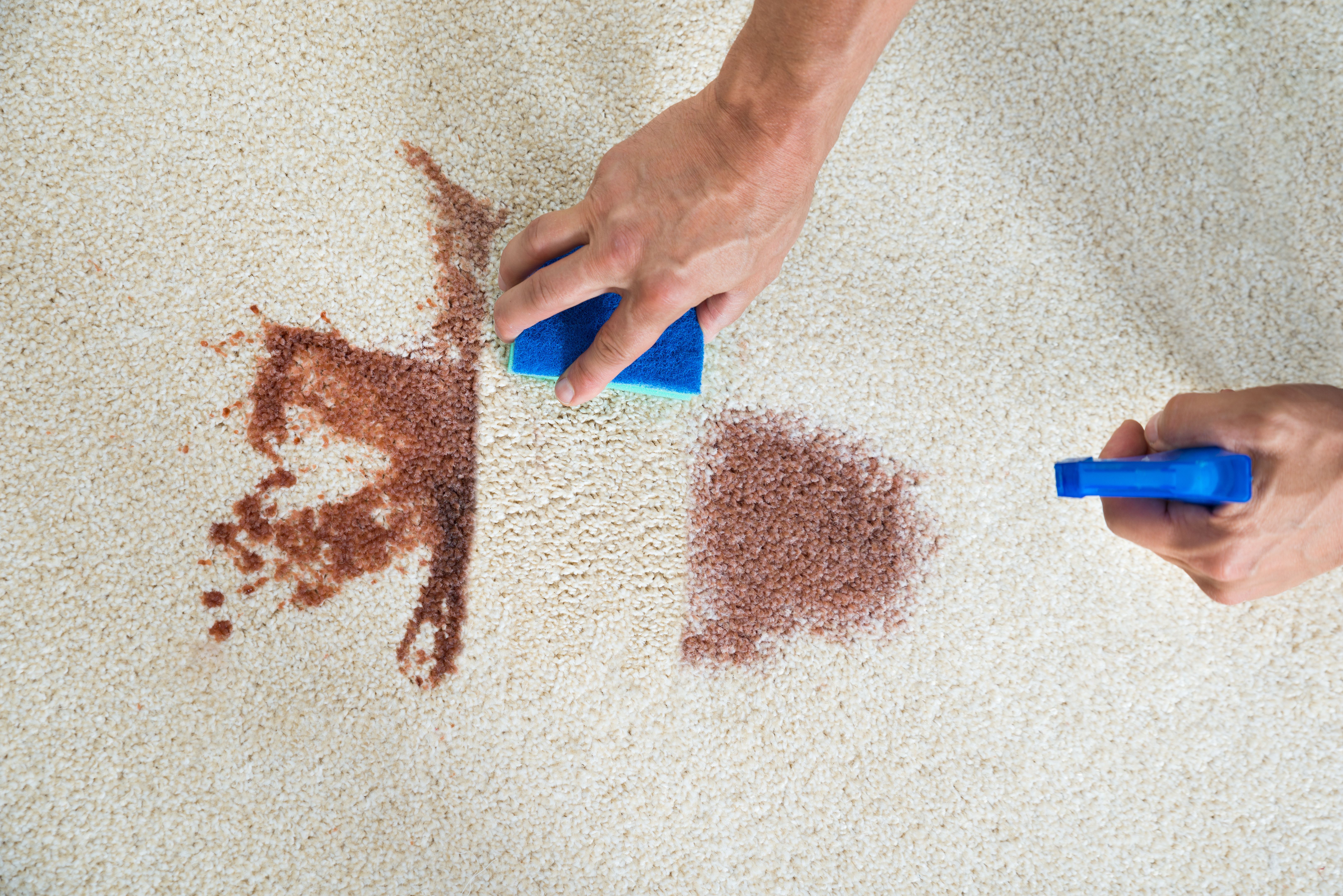 stain removal carpet