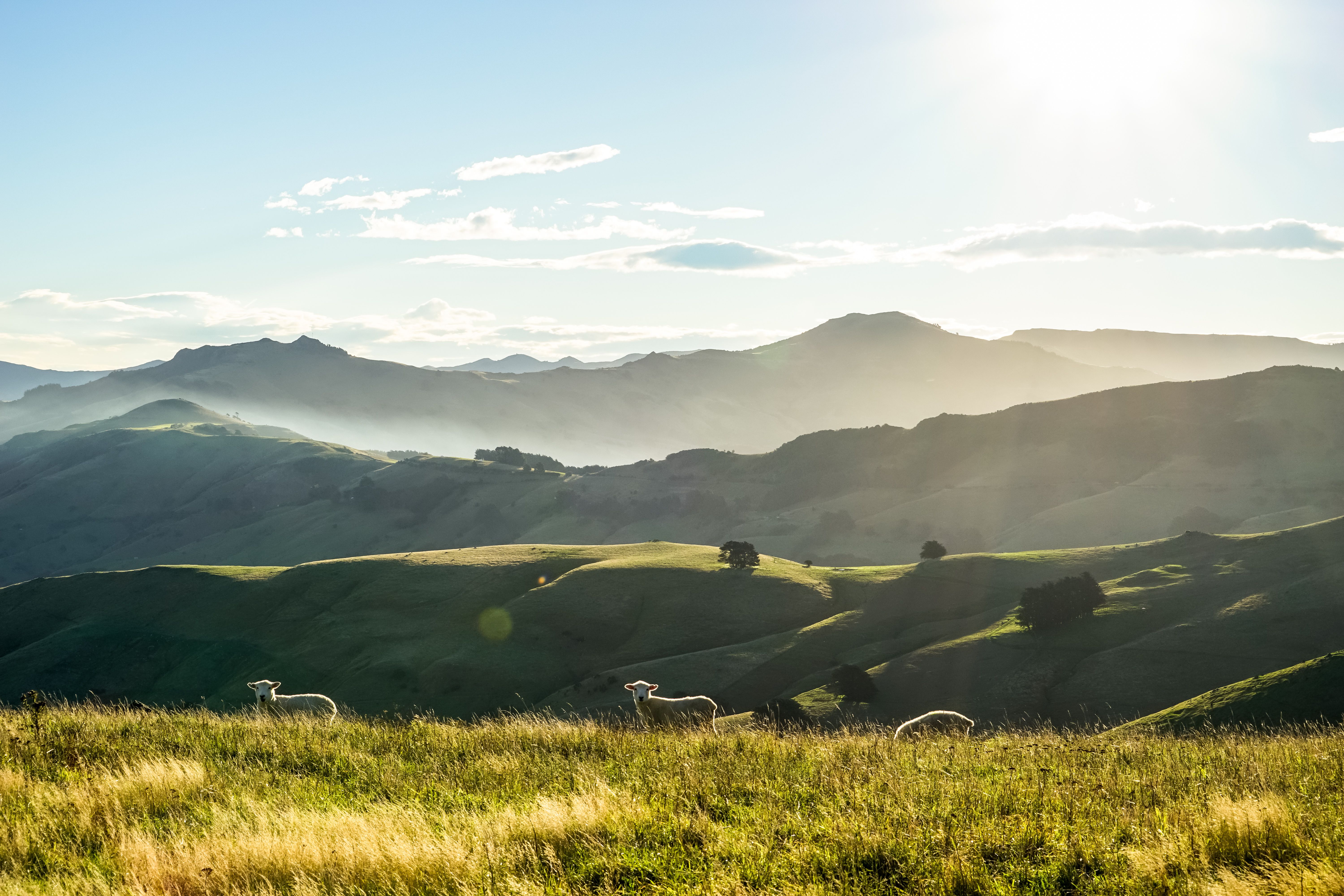 New Zealand landscape