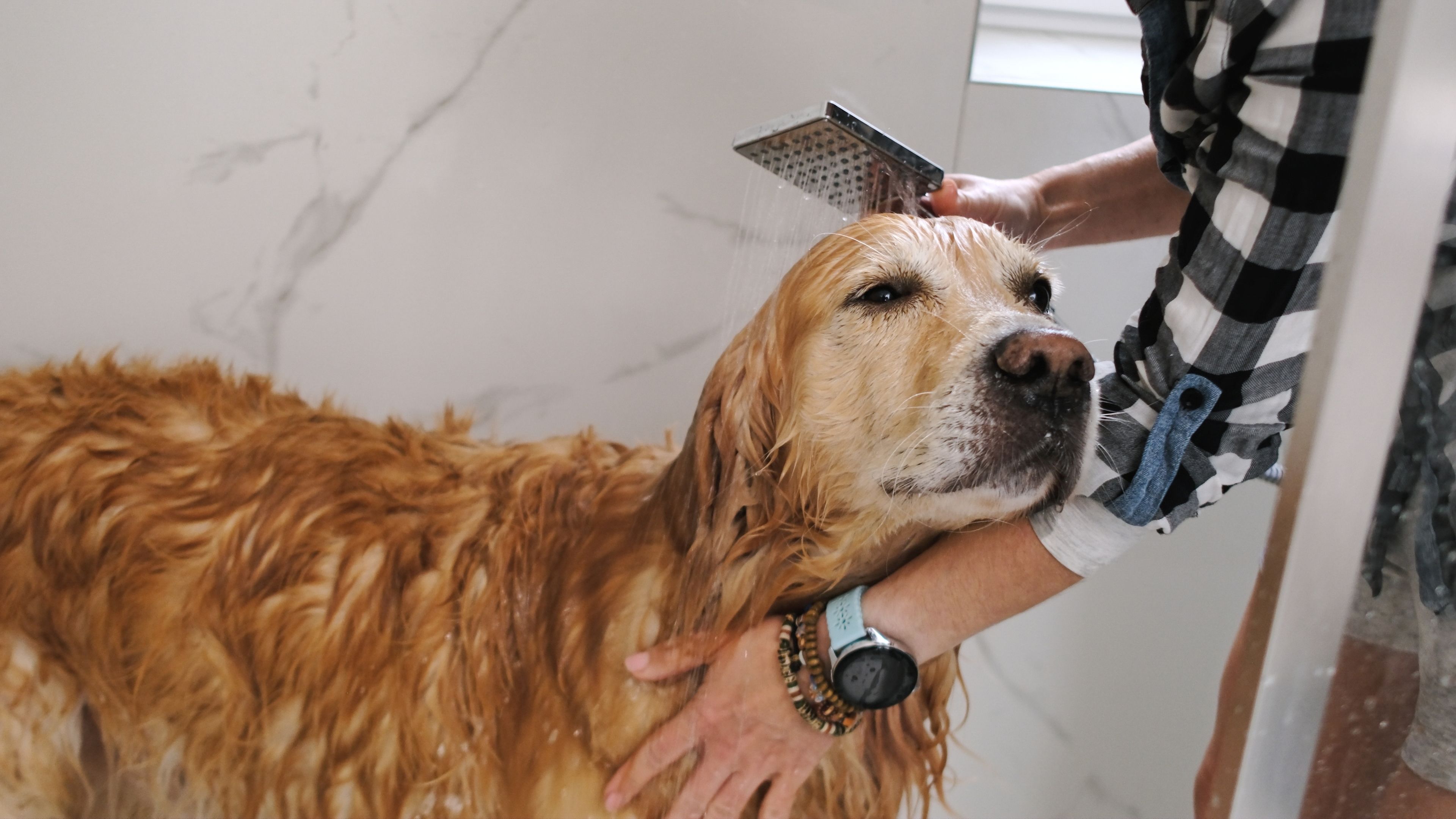 pet grooming tips