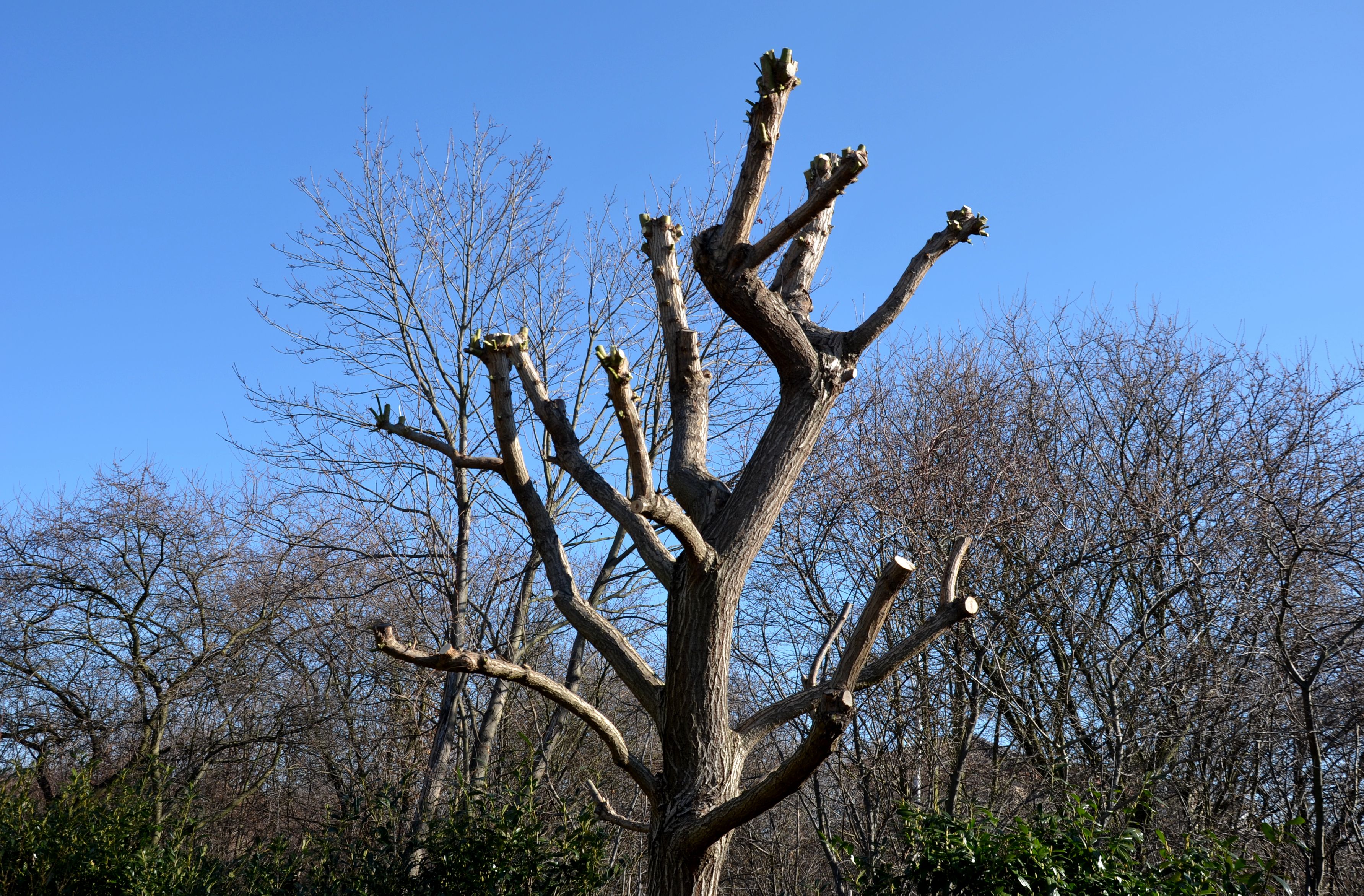 over pruned tree
