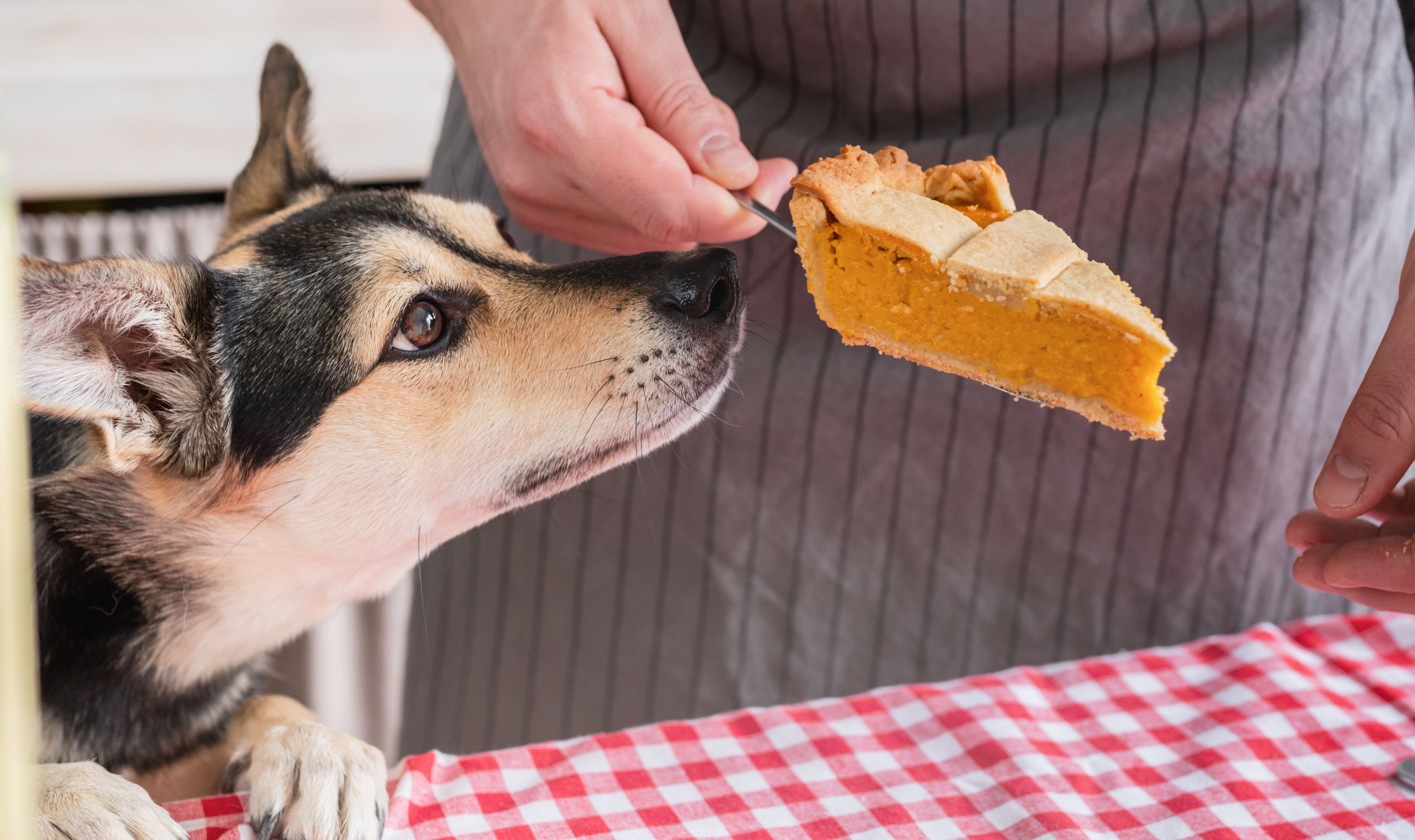 Shepard sniffing a slice of Thanksgiving pumpkin pie — TSPT Tip: Give dogs pure pumpkin puree instead!