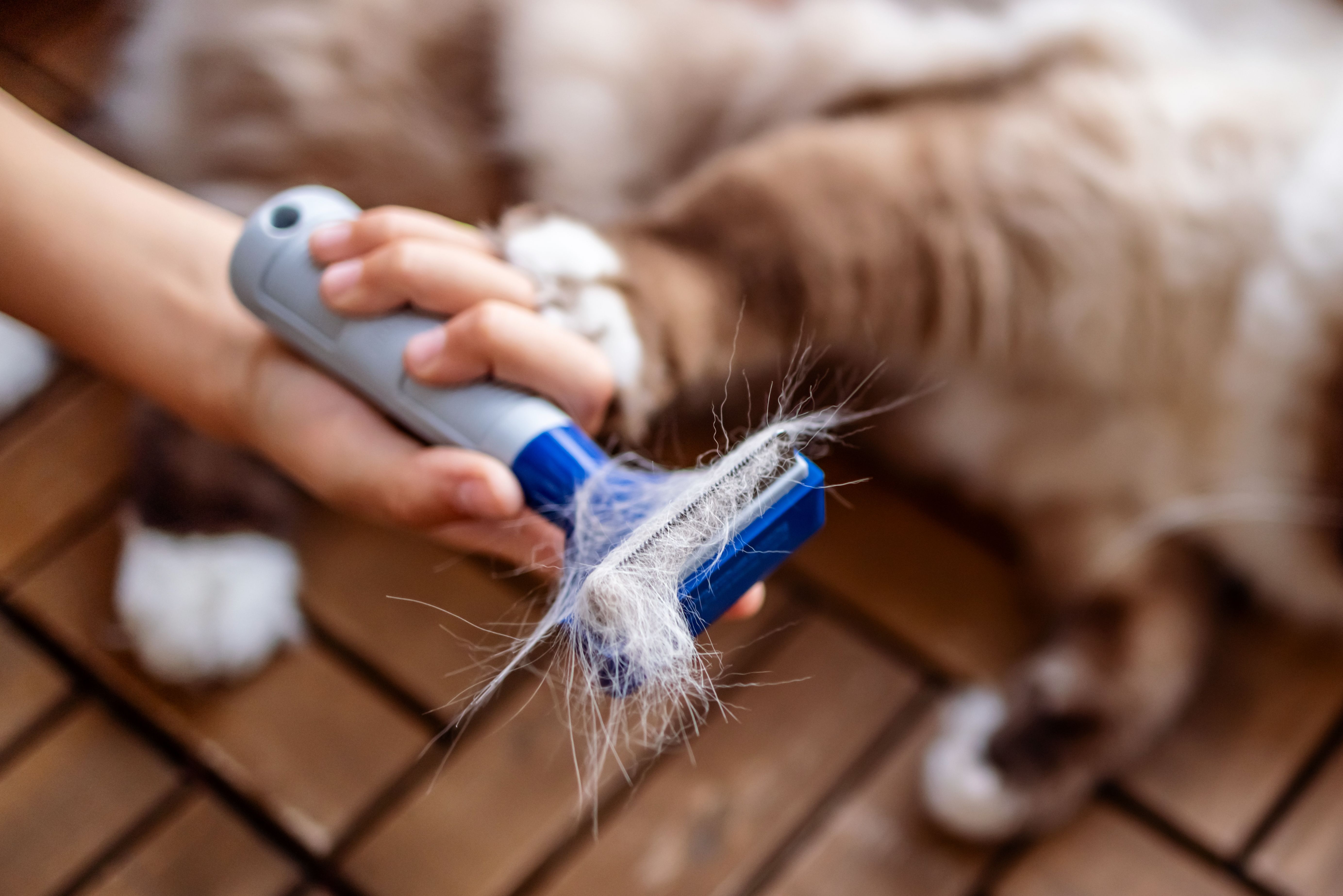 pet brushing