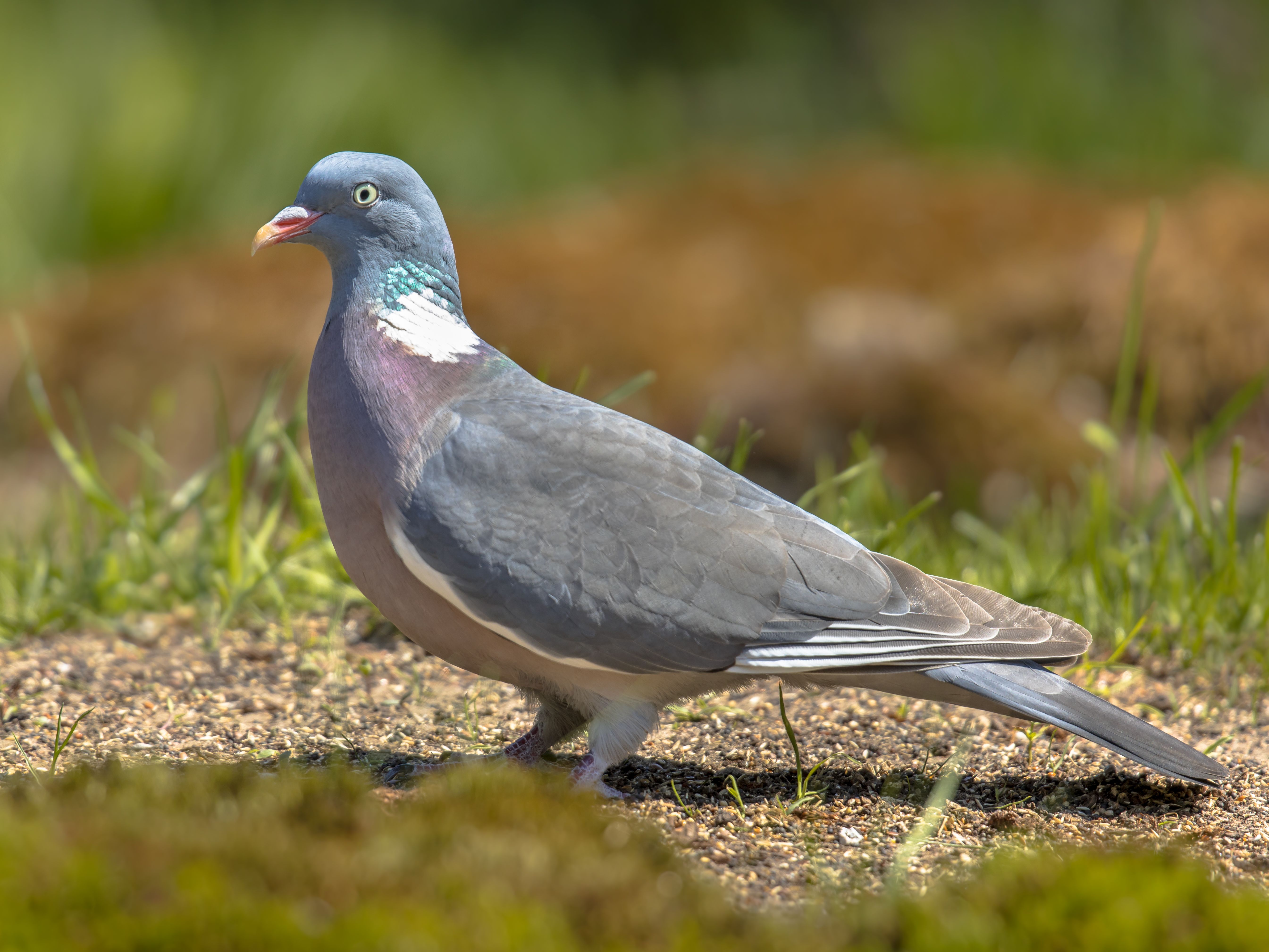 Common Wood Pigeon Common Wood Pigeon