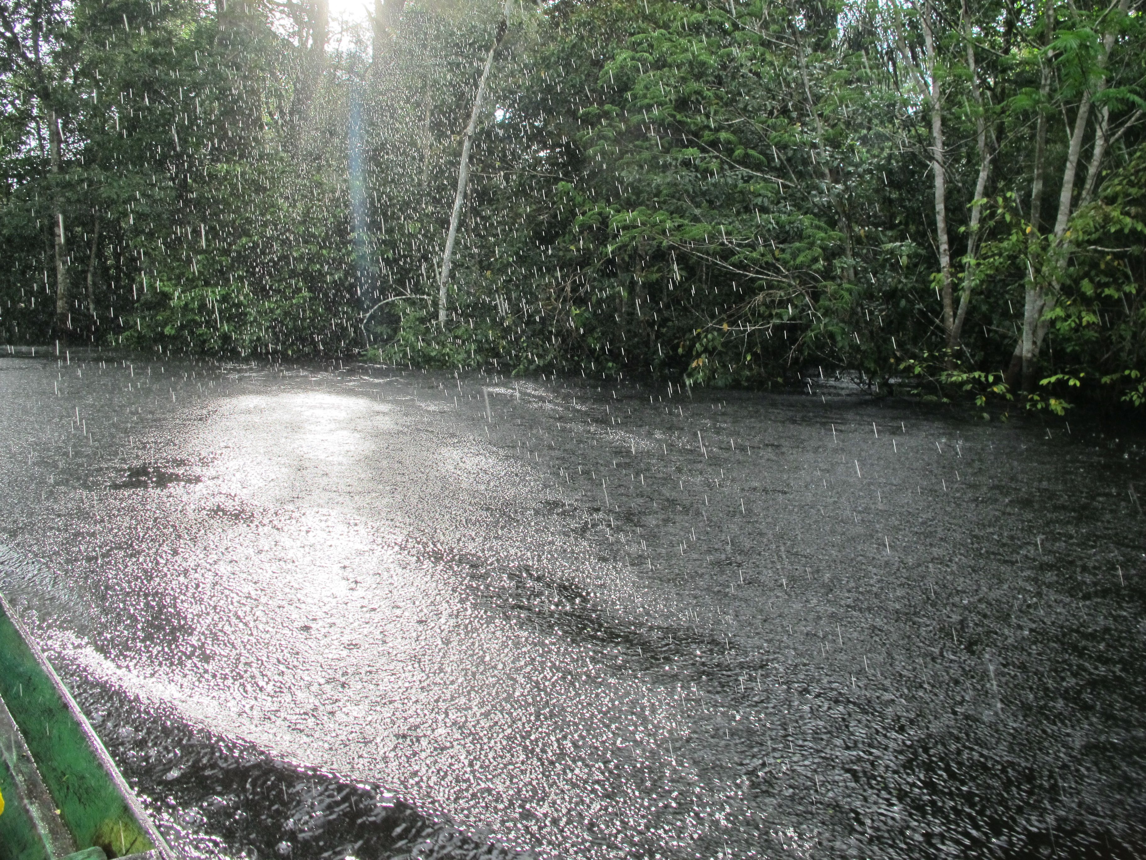 selva lluvia