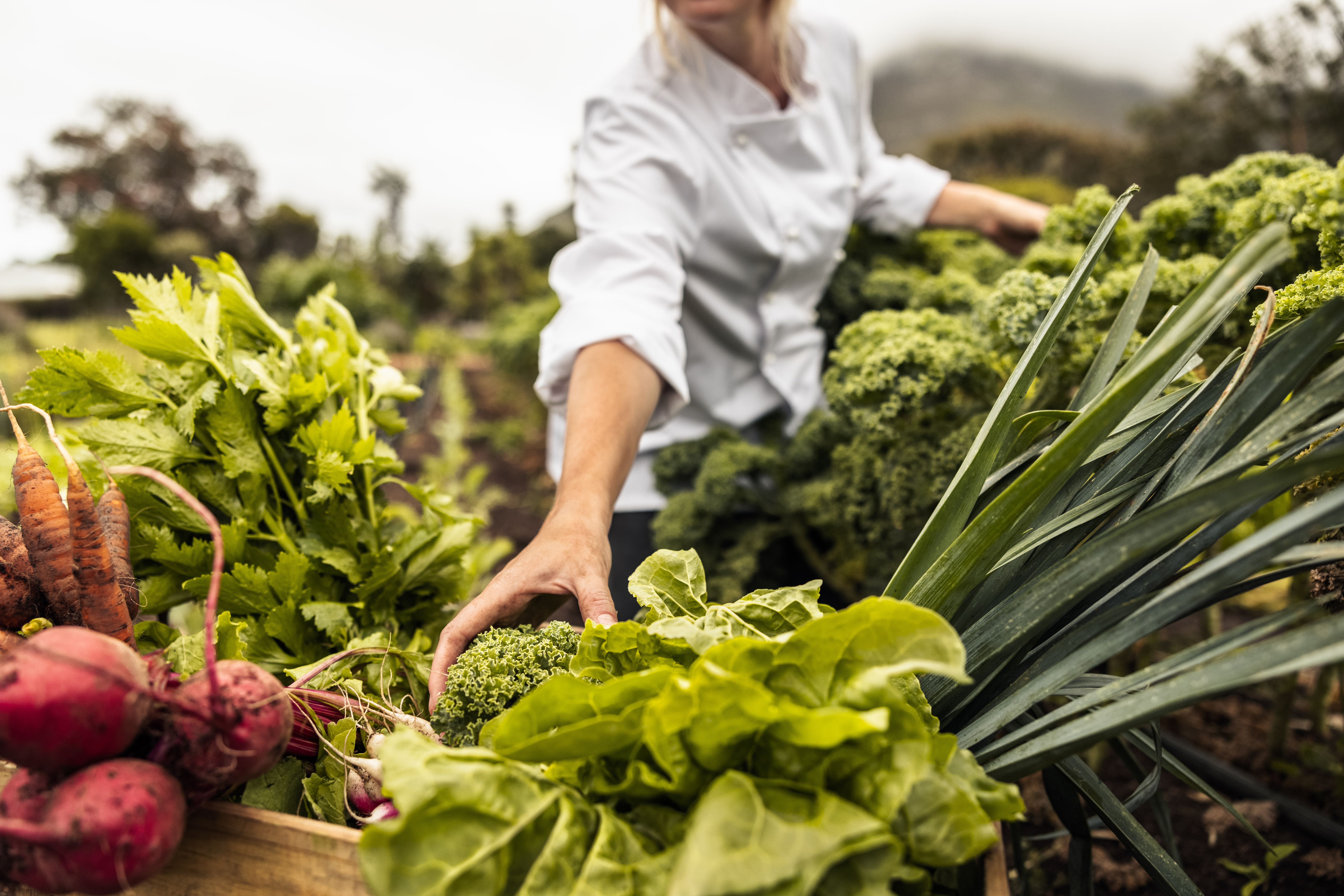 chef sustainability