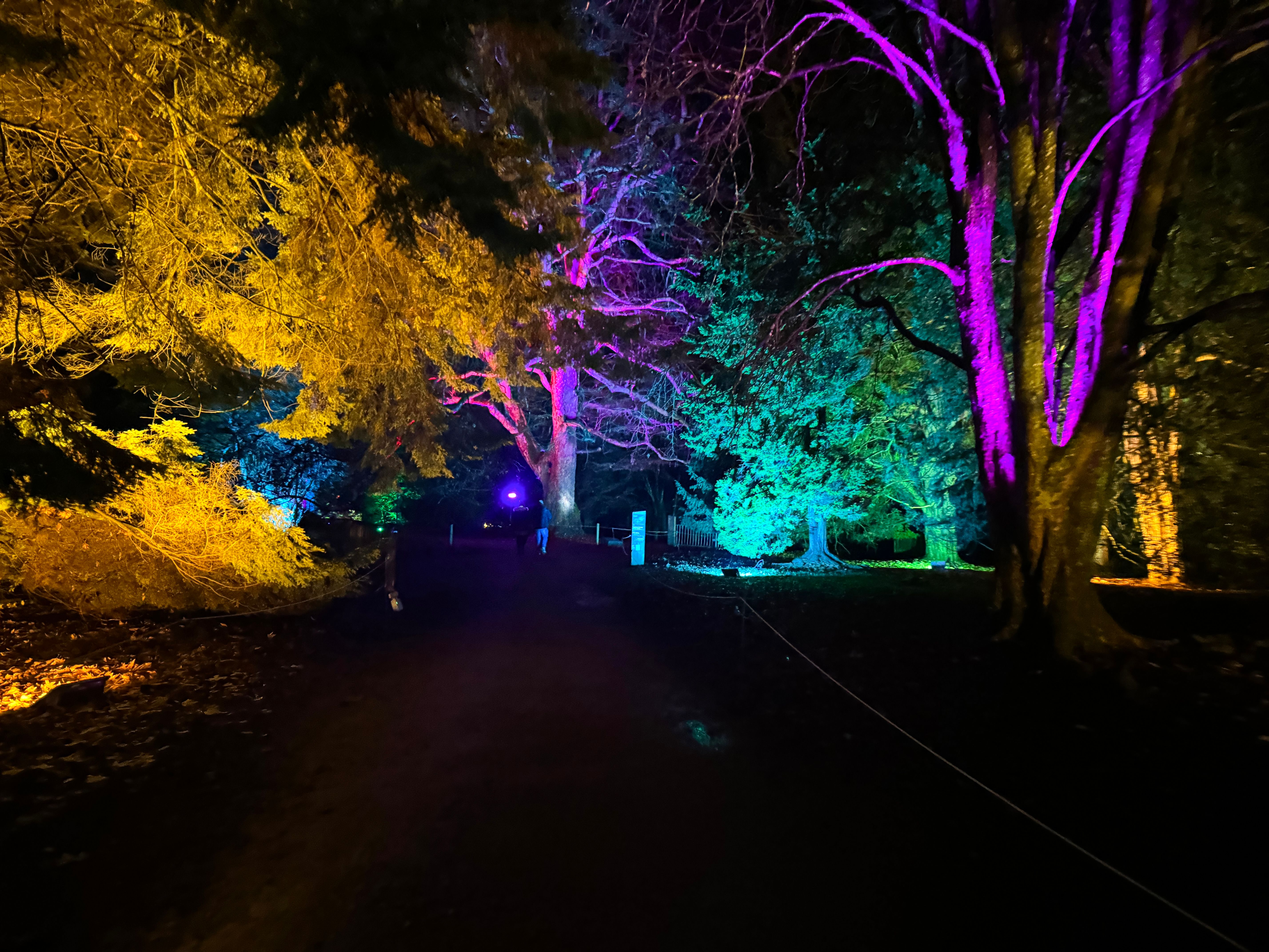 winter garden lights