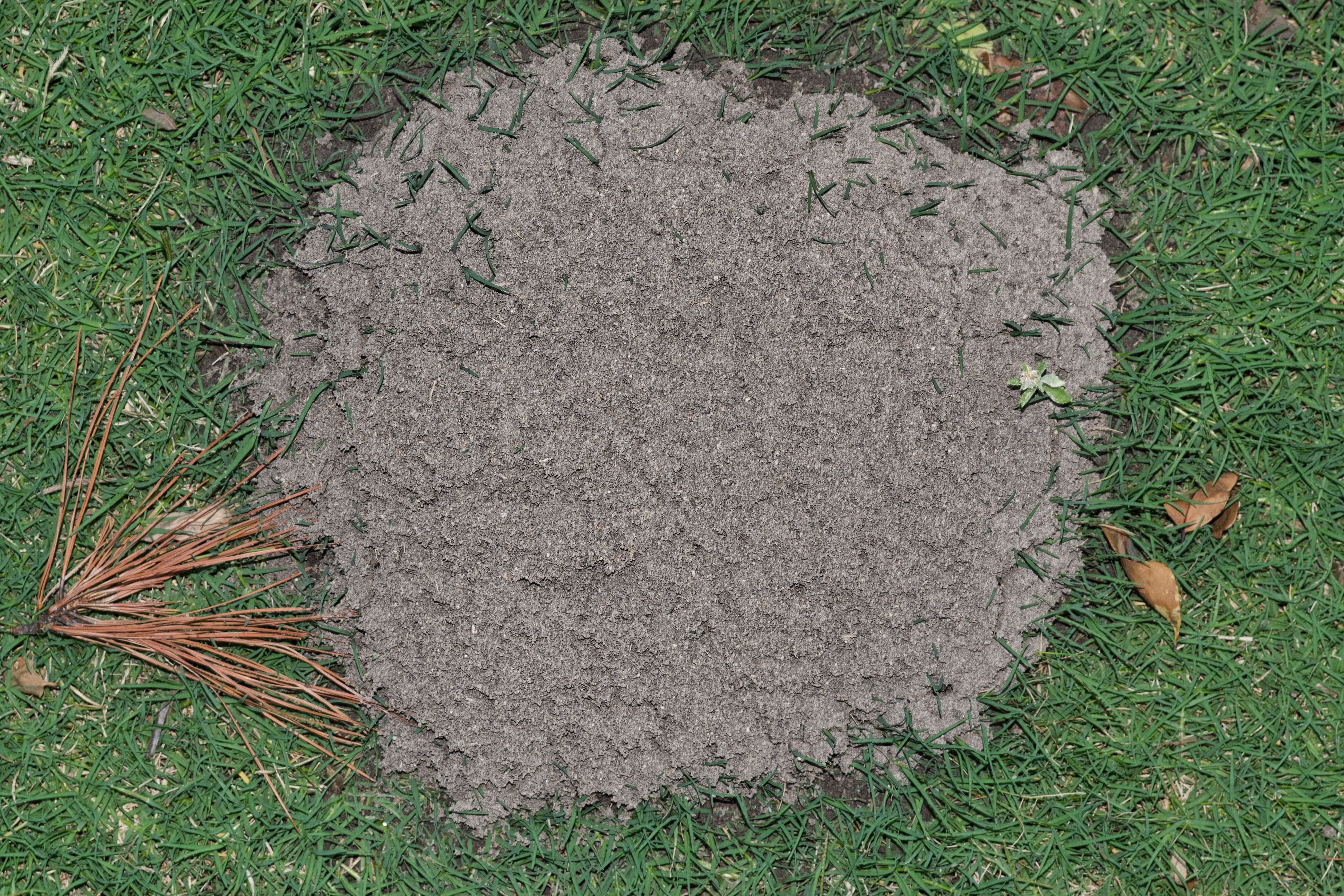 Red Imported fire ant mound on a residential lawn in Houston, Texas seen from directly above.