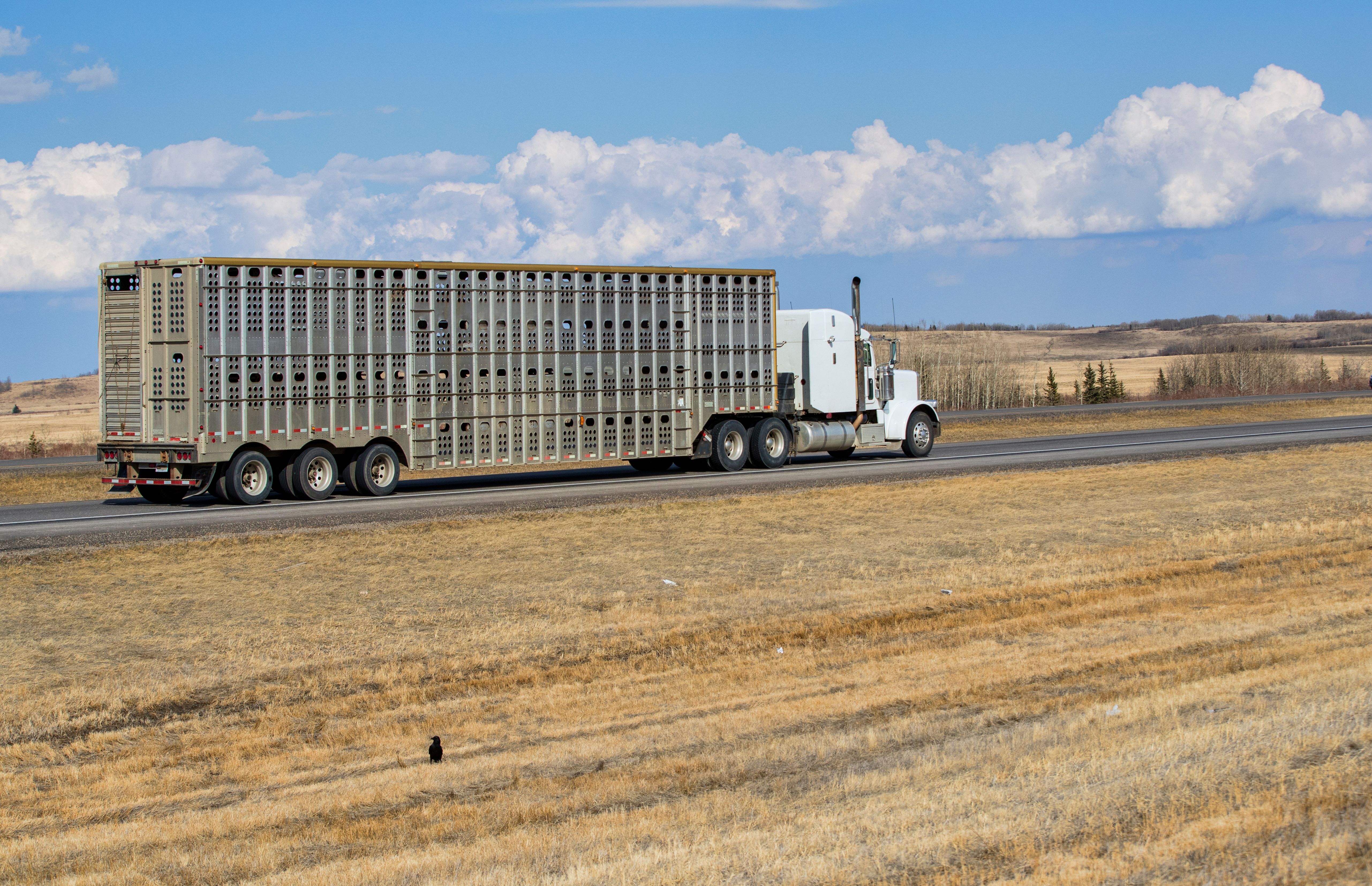 livestock transport
