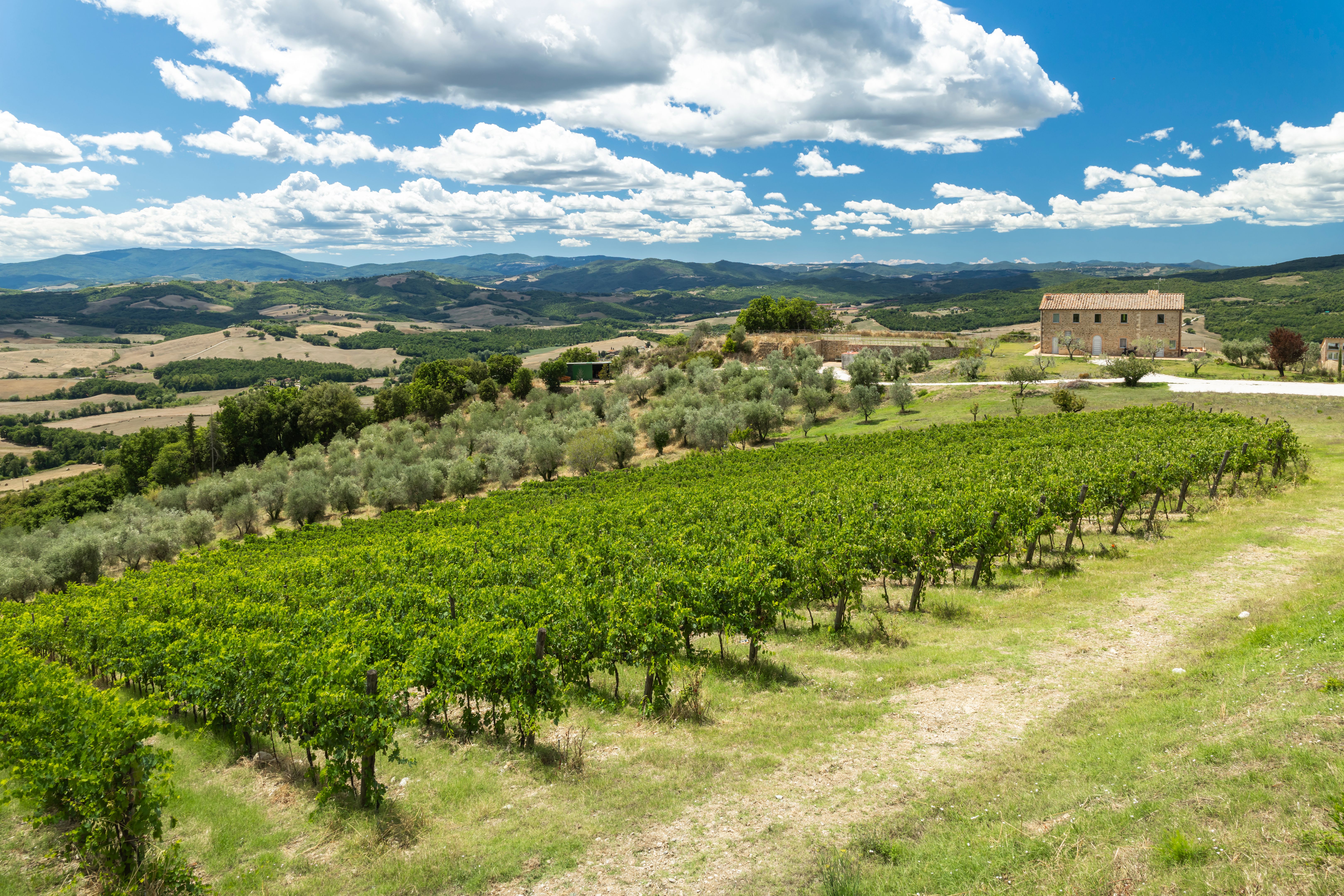 tuscan vineyard