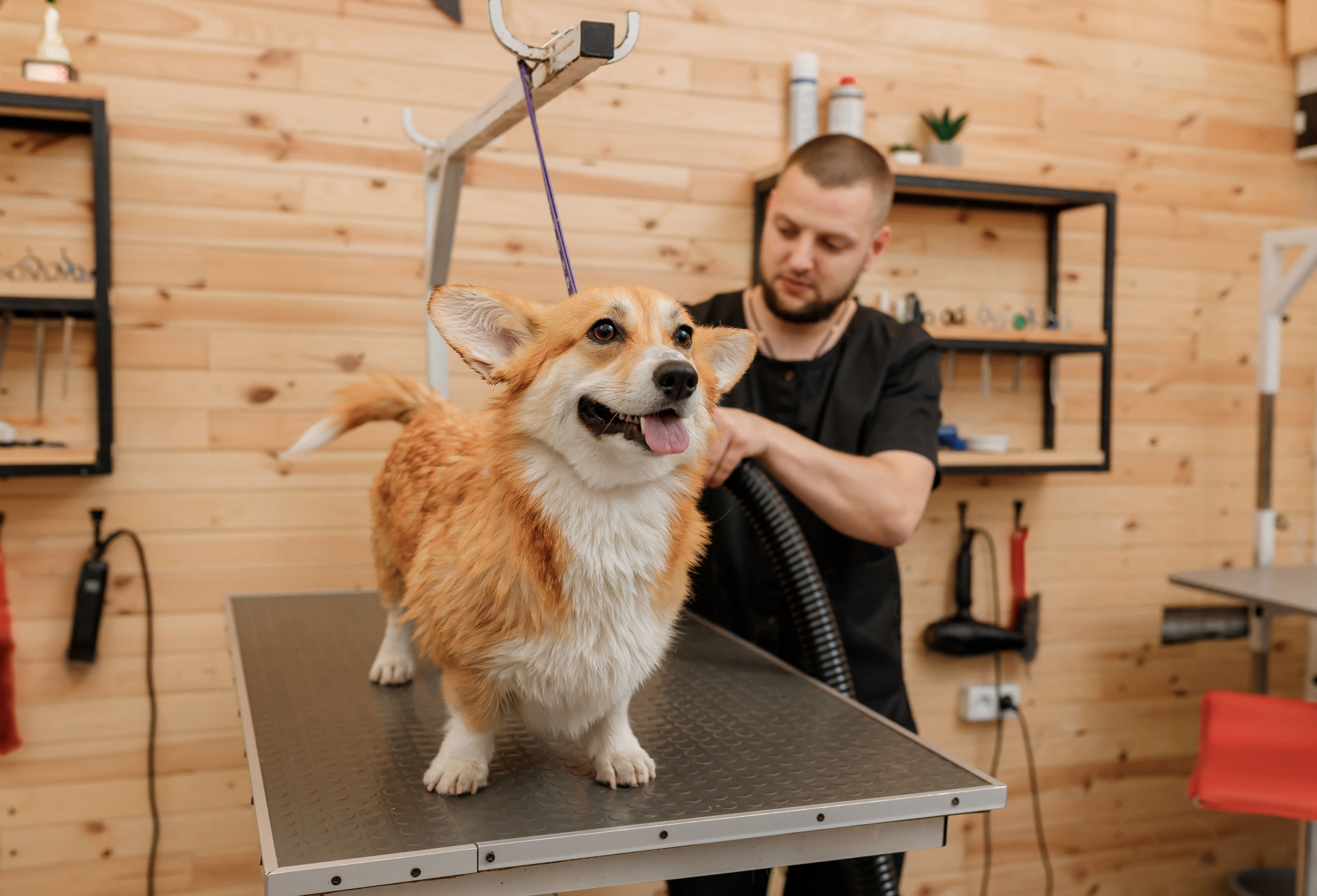 pet grooming van