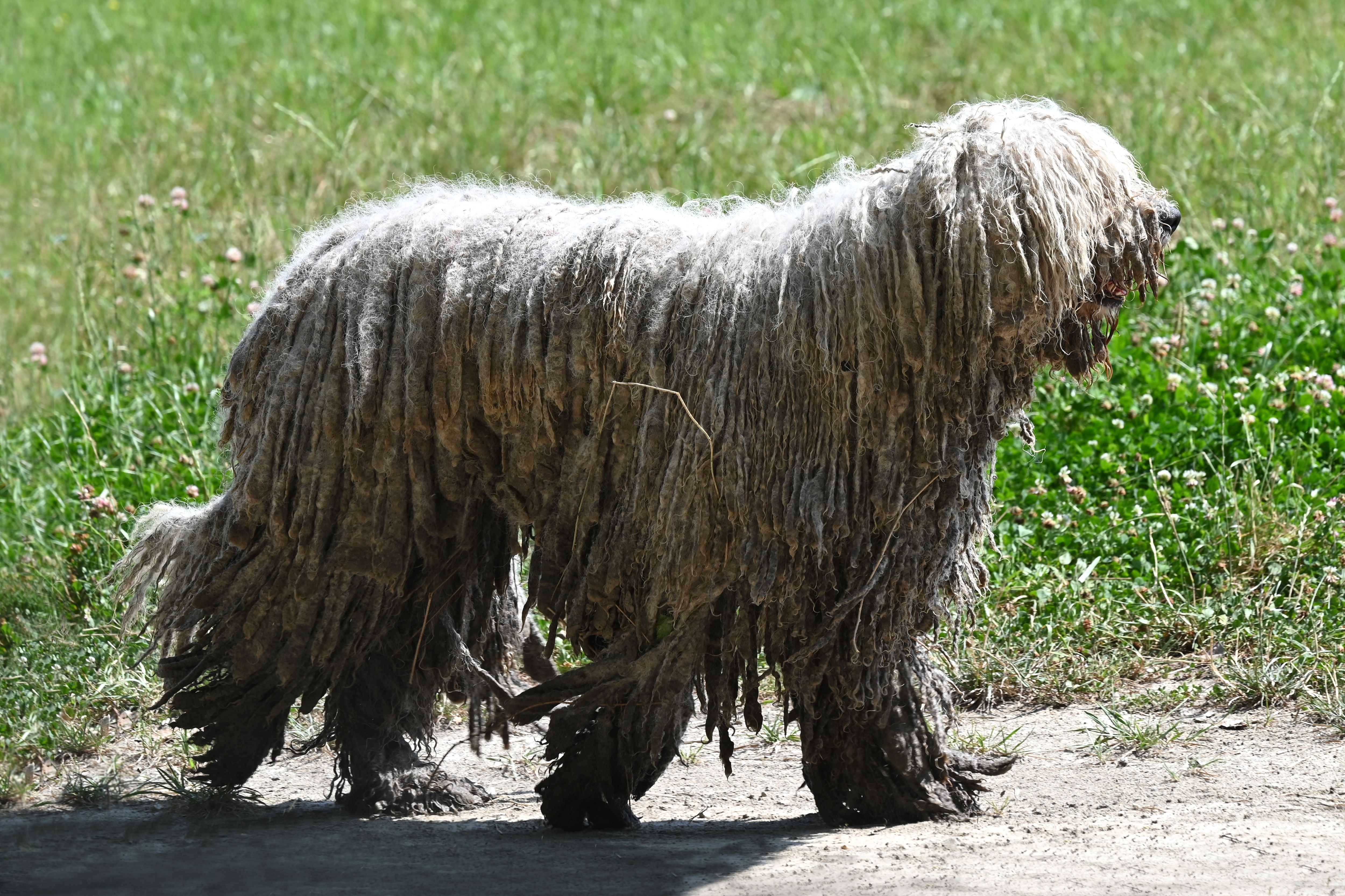 traditional pet grooming salon