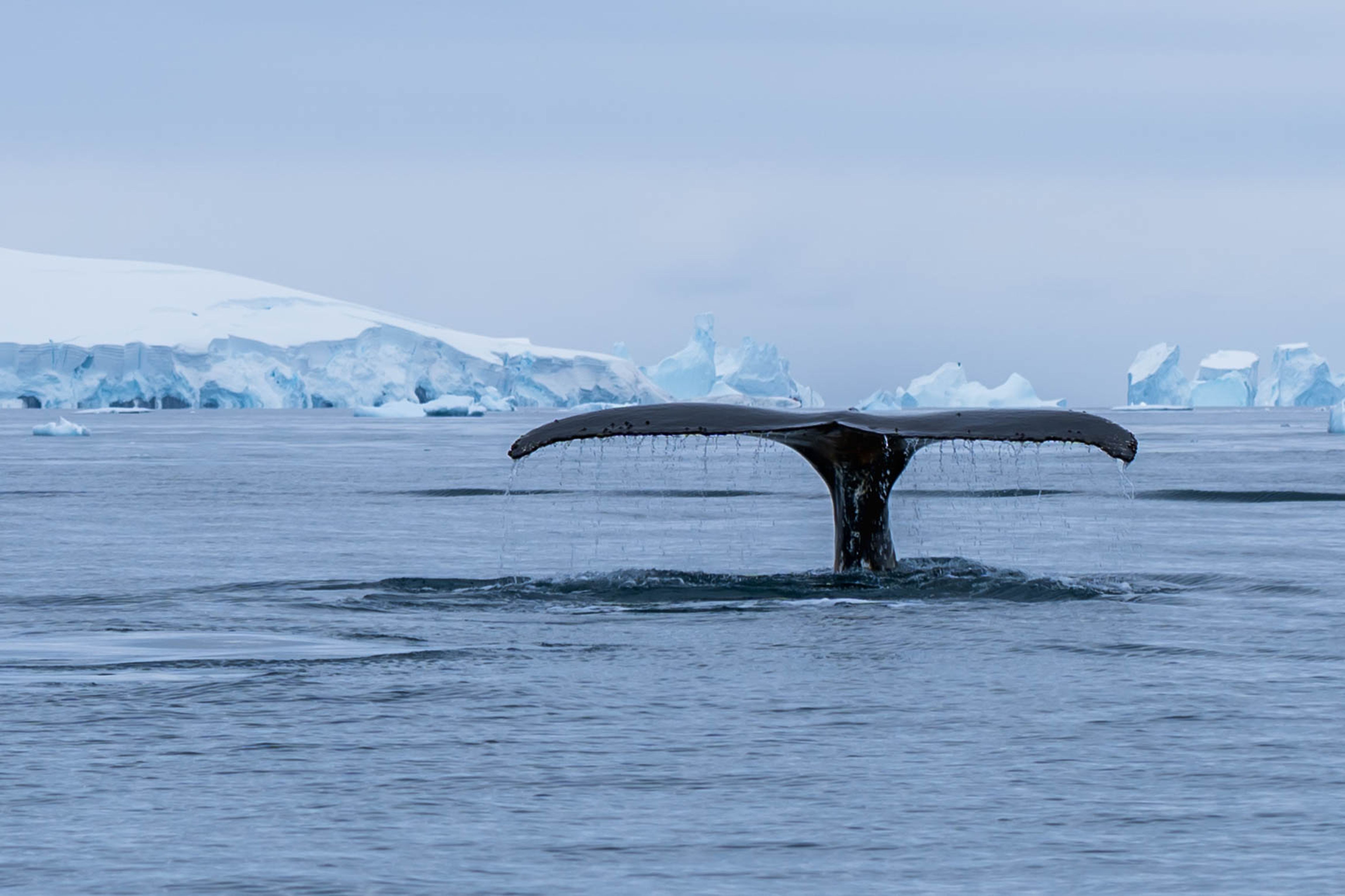 antarctica wildlife