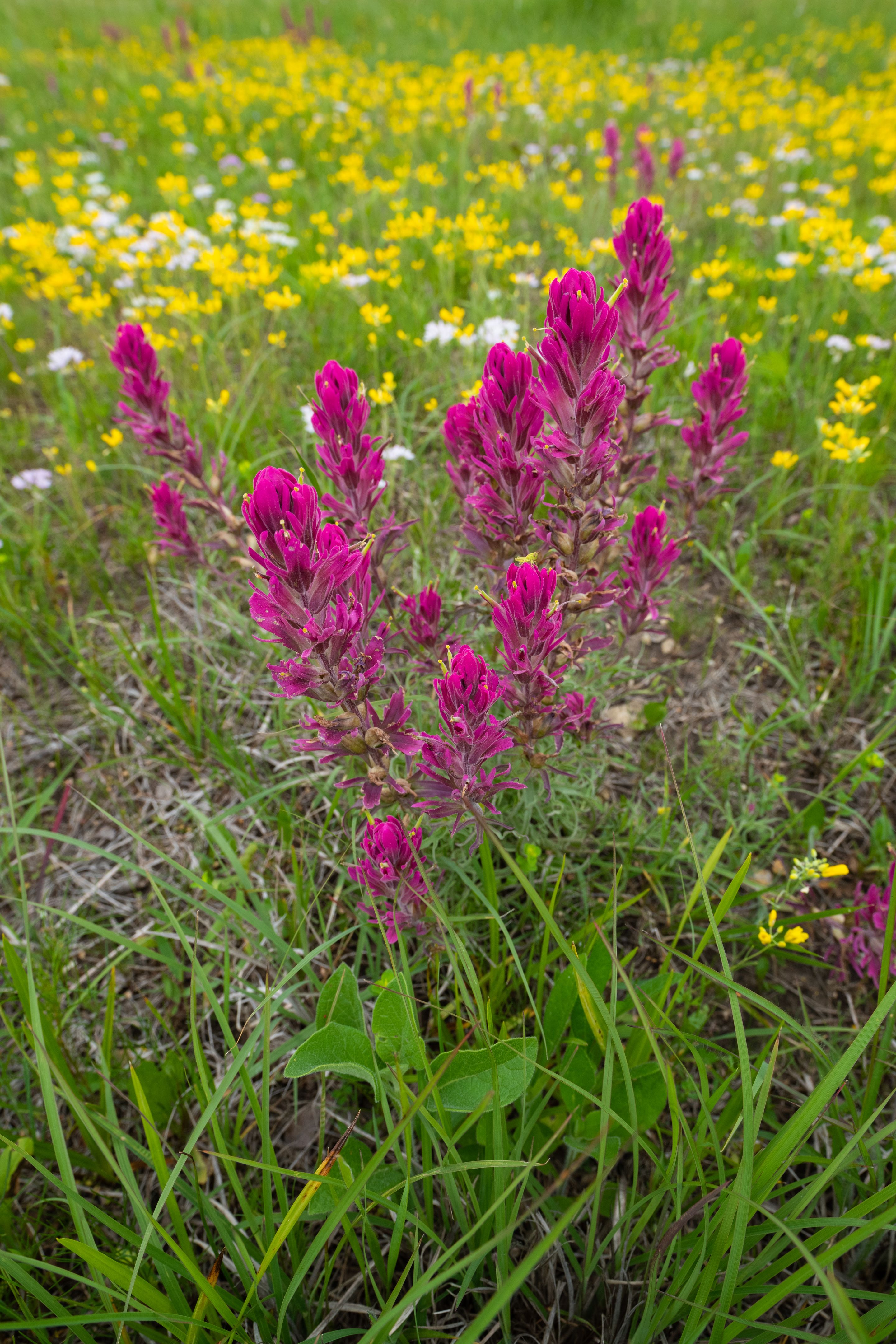oklahoma native plants